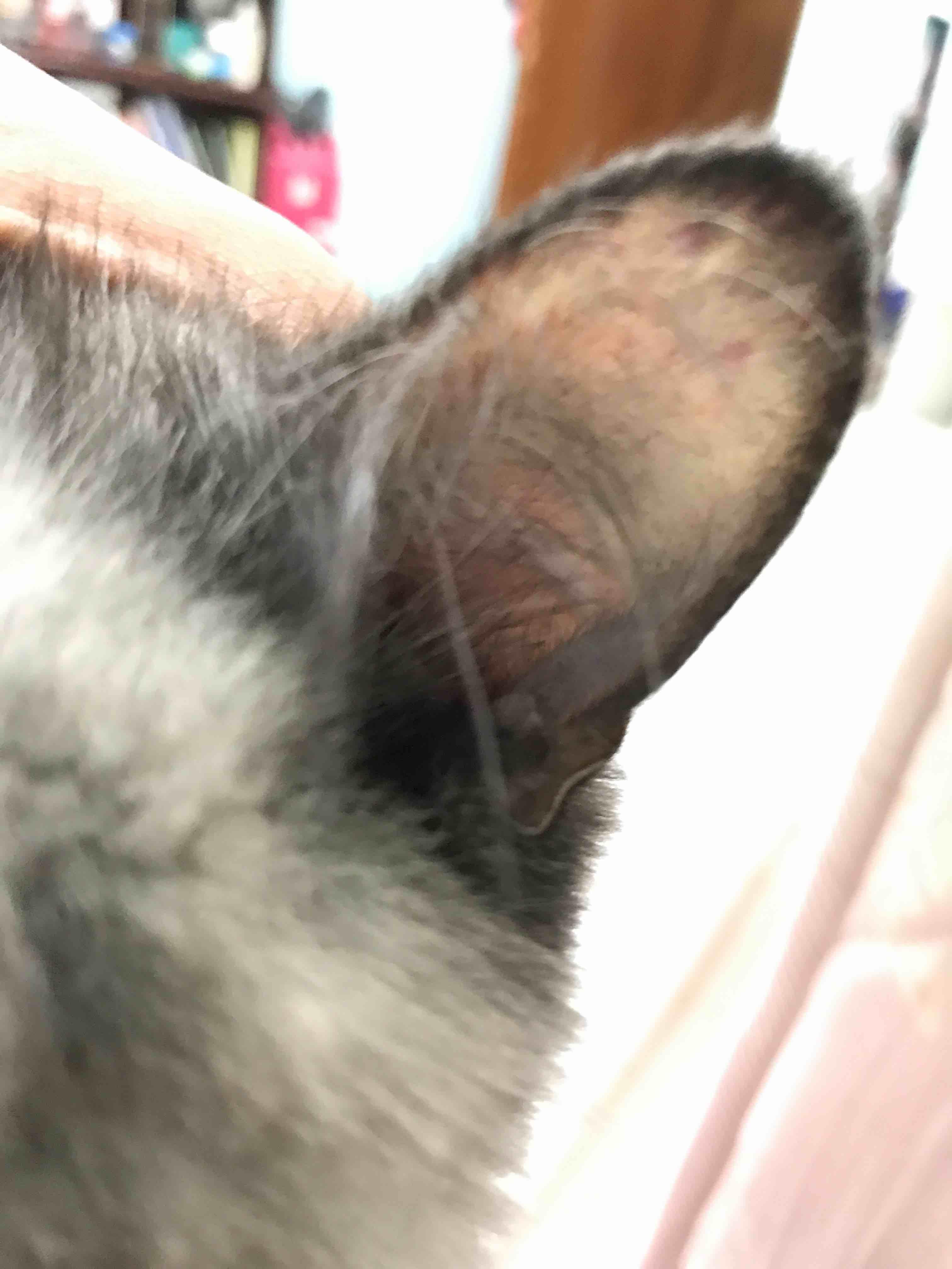 Question details sensitive content