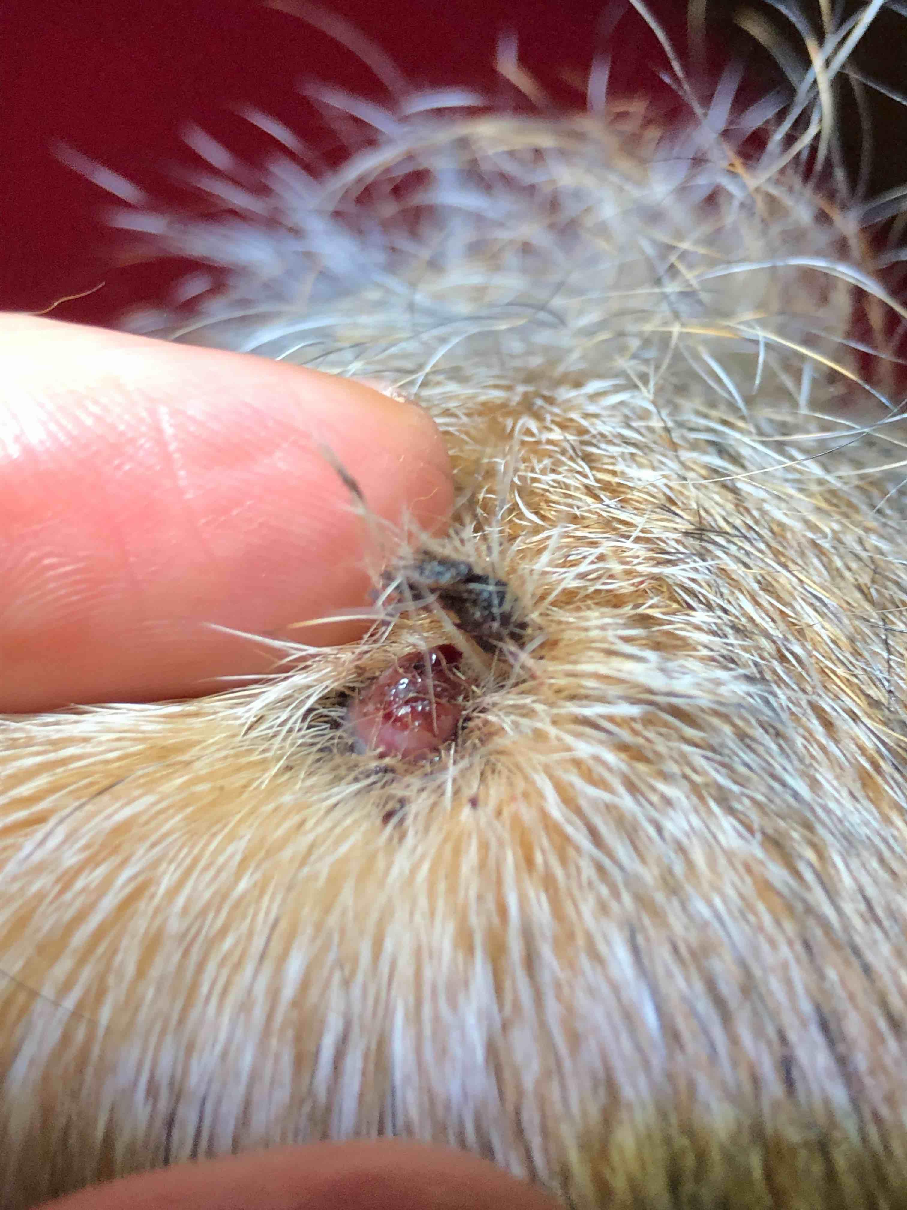 Question details sensitive content