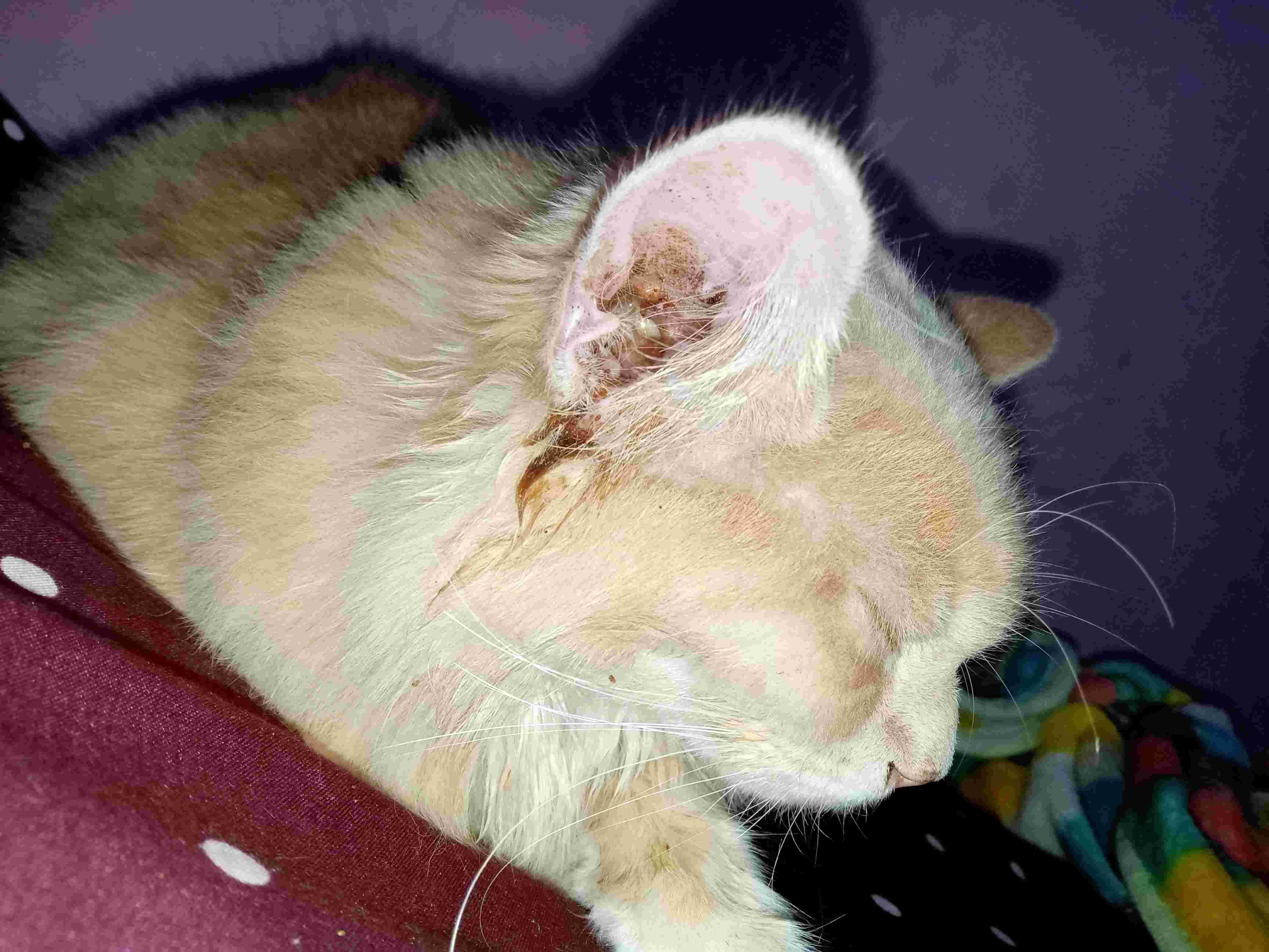 Question details sensitive content