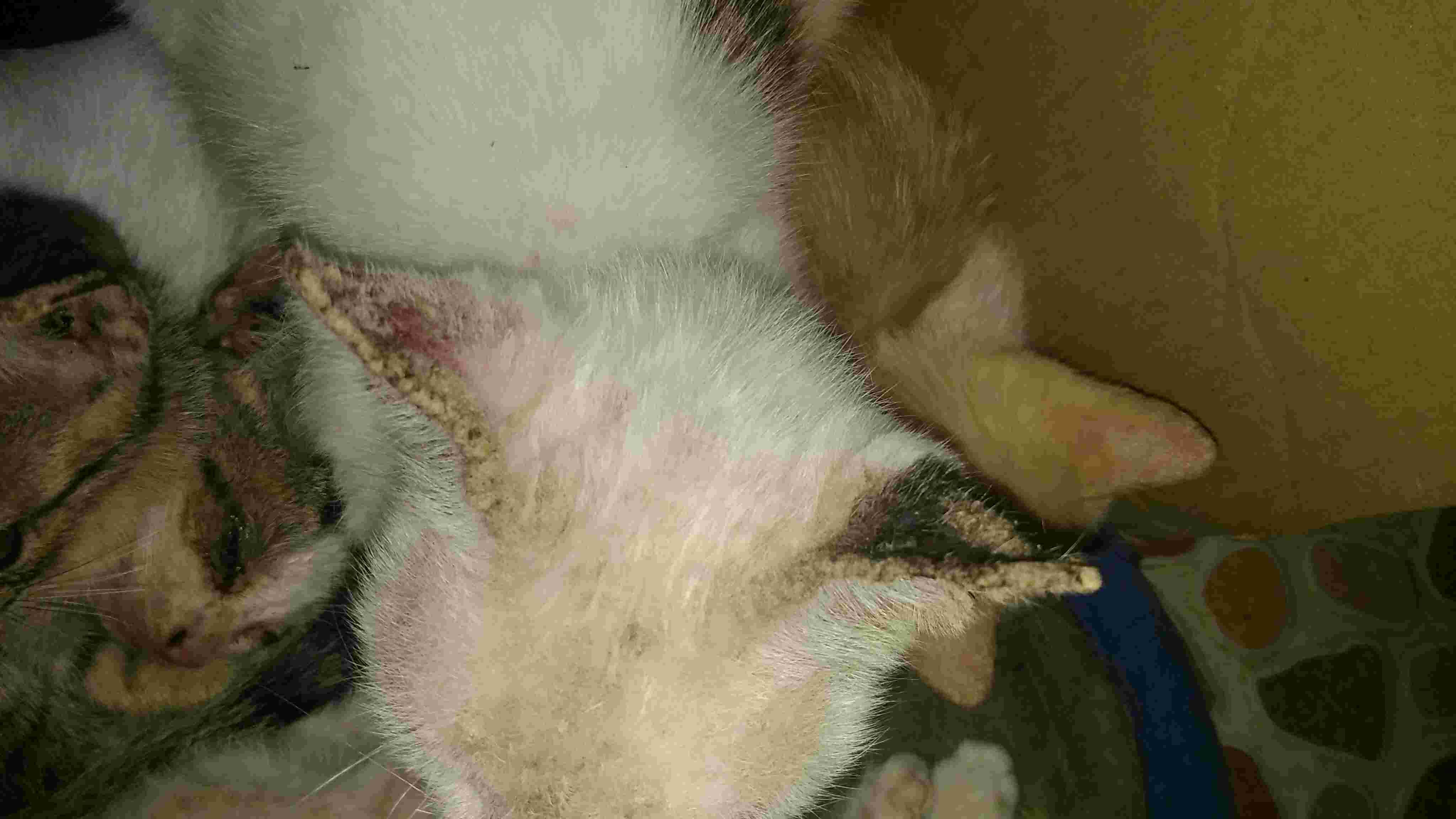 Question details sensitive content