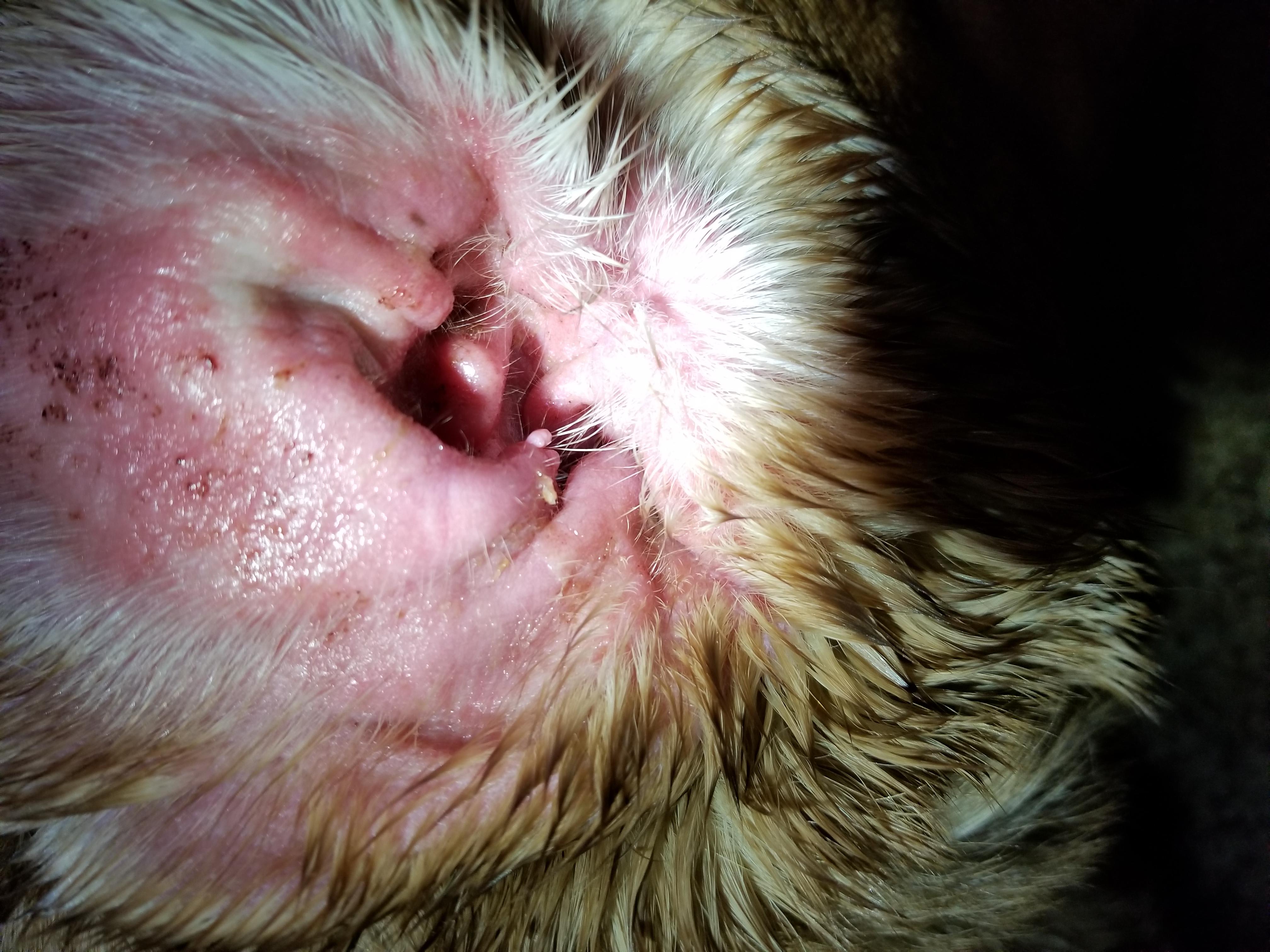 Question details sensitive content