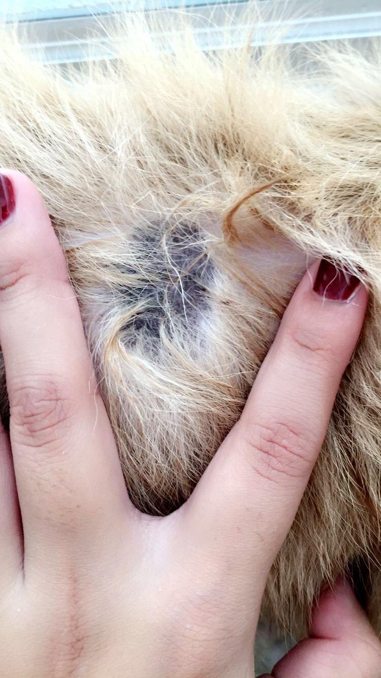 Question details sensitive content