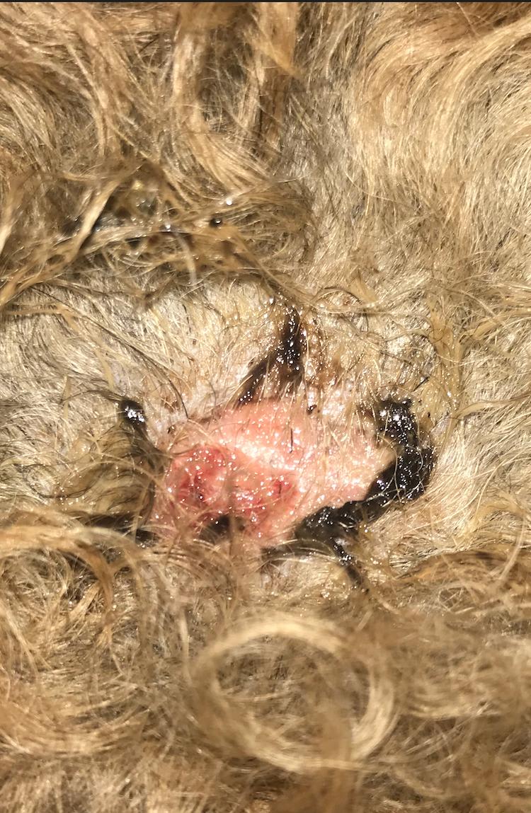 Question details sensitive content