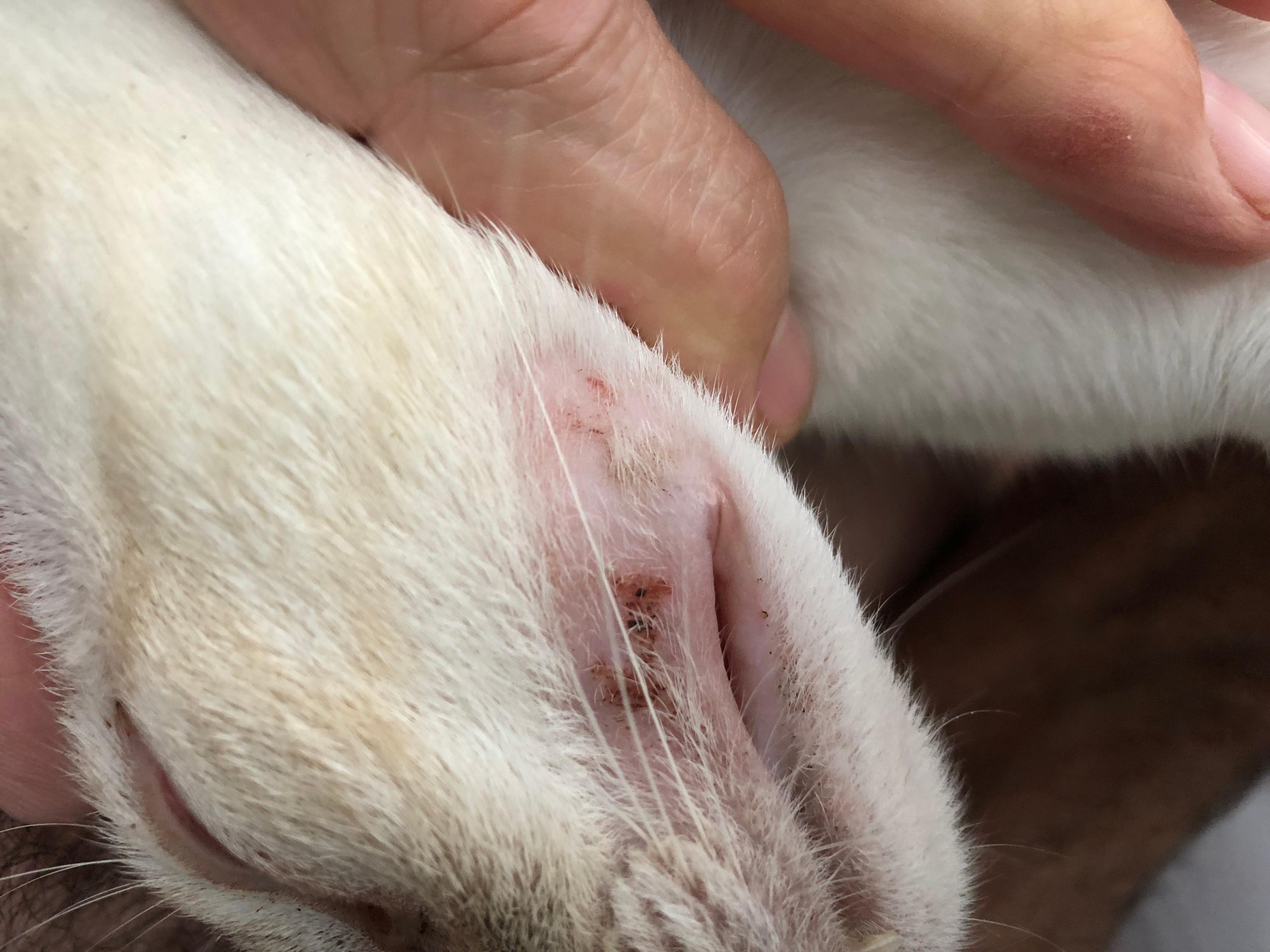 Question details sensitive content