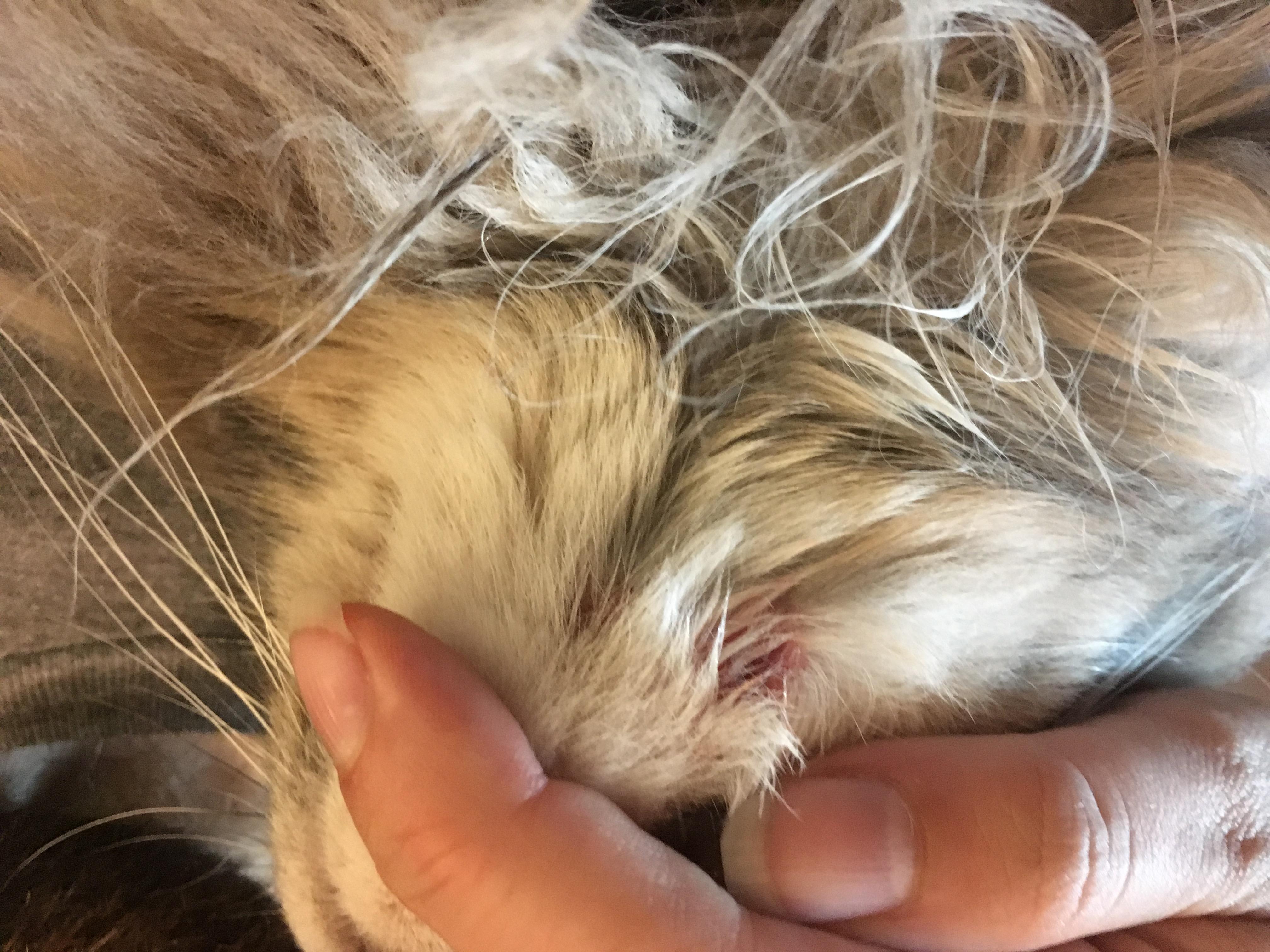 Question details sensitive content