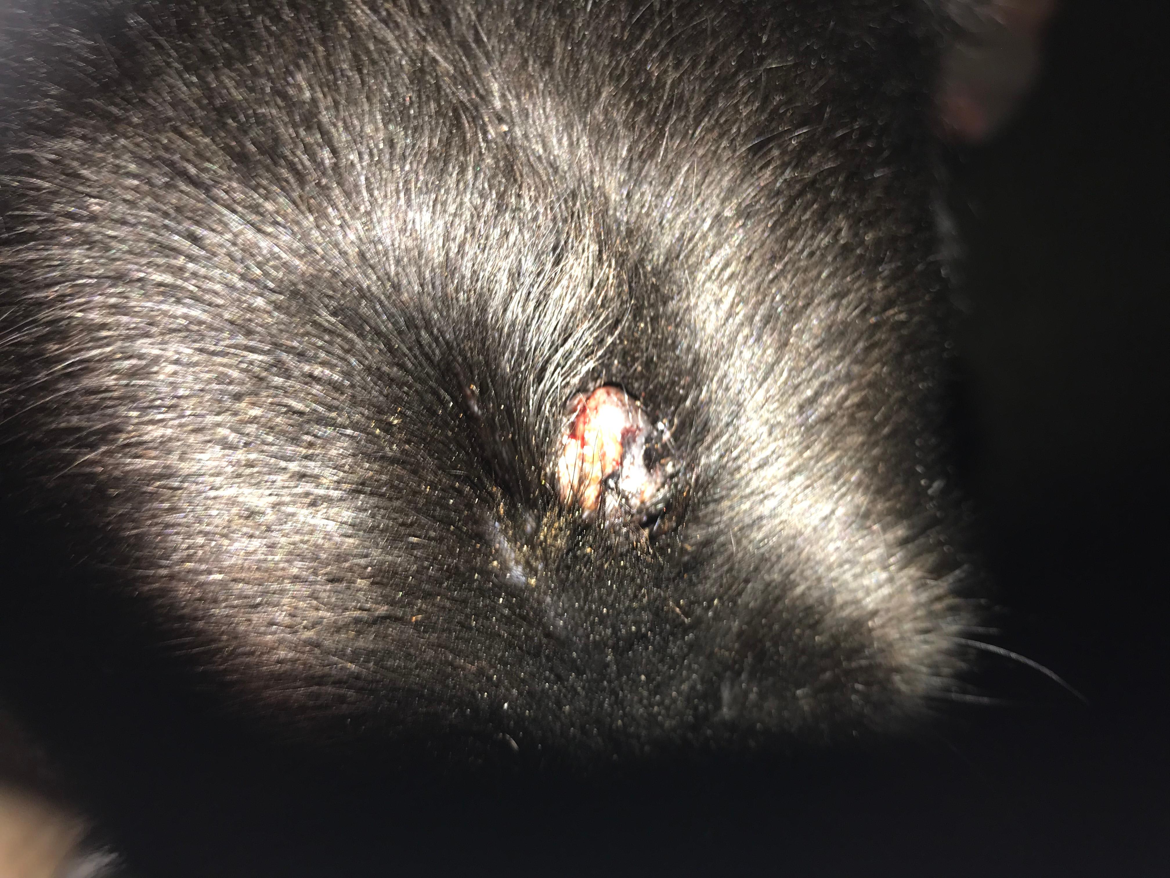 Question details sensitive content