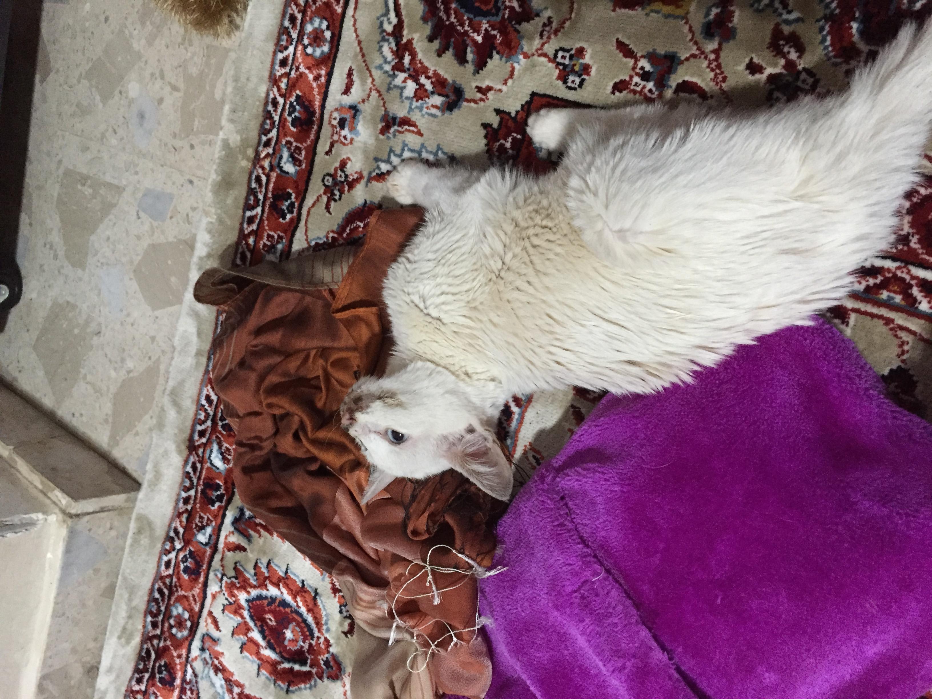 Question details sensitive content