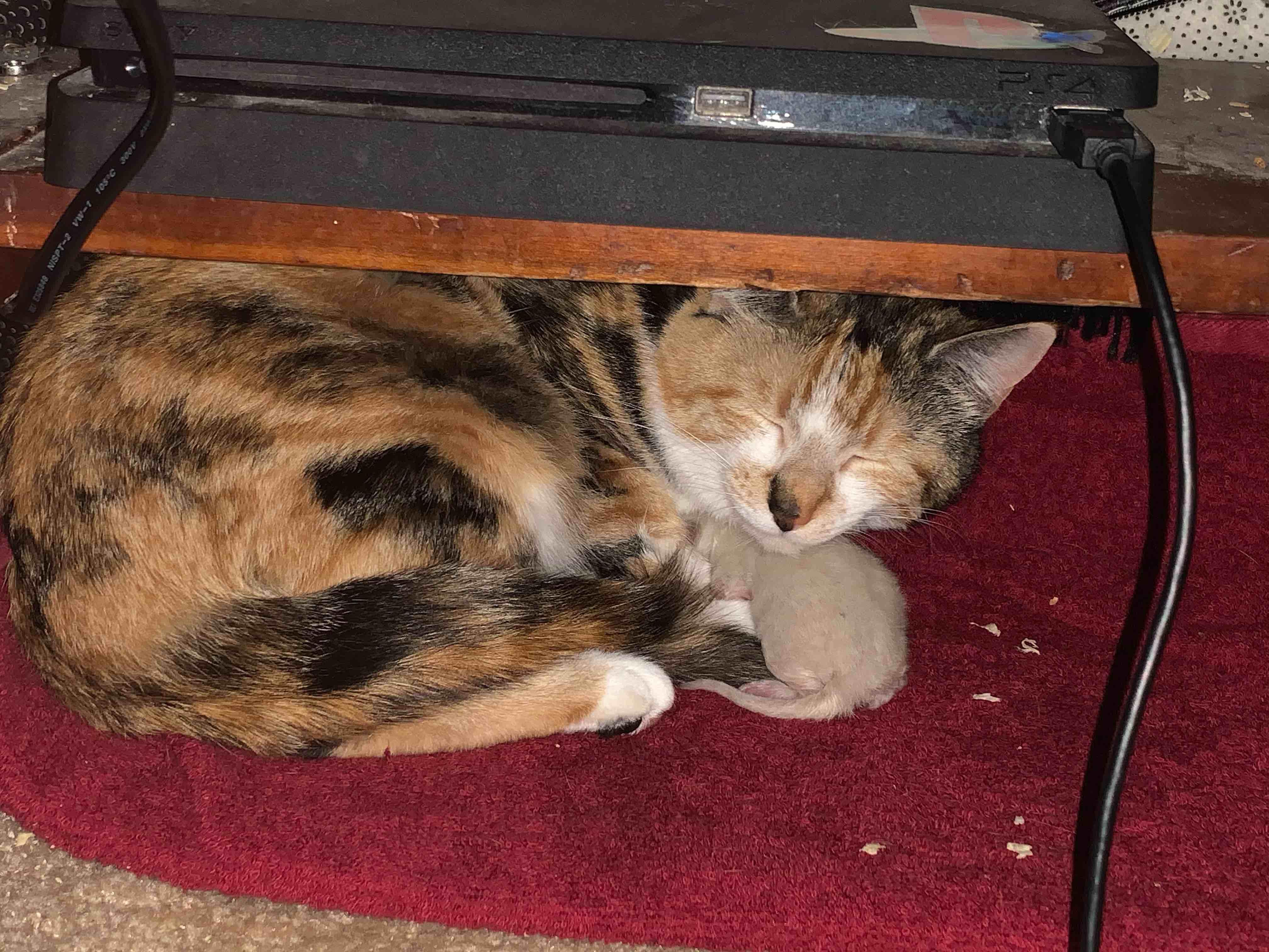 Question details sensitive content