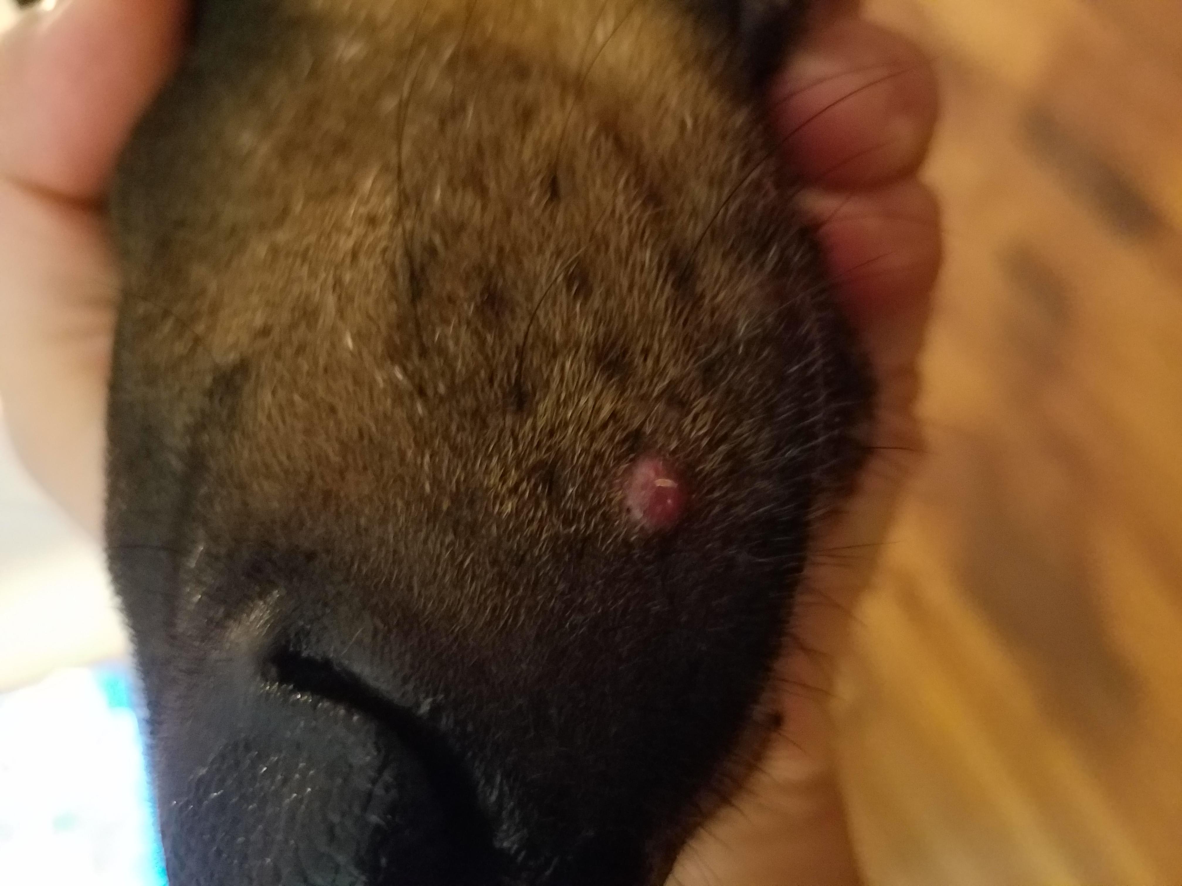 Question details sensitive content