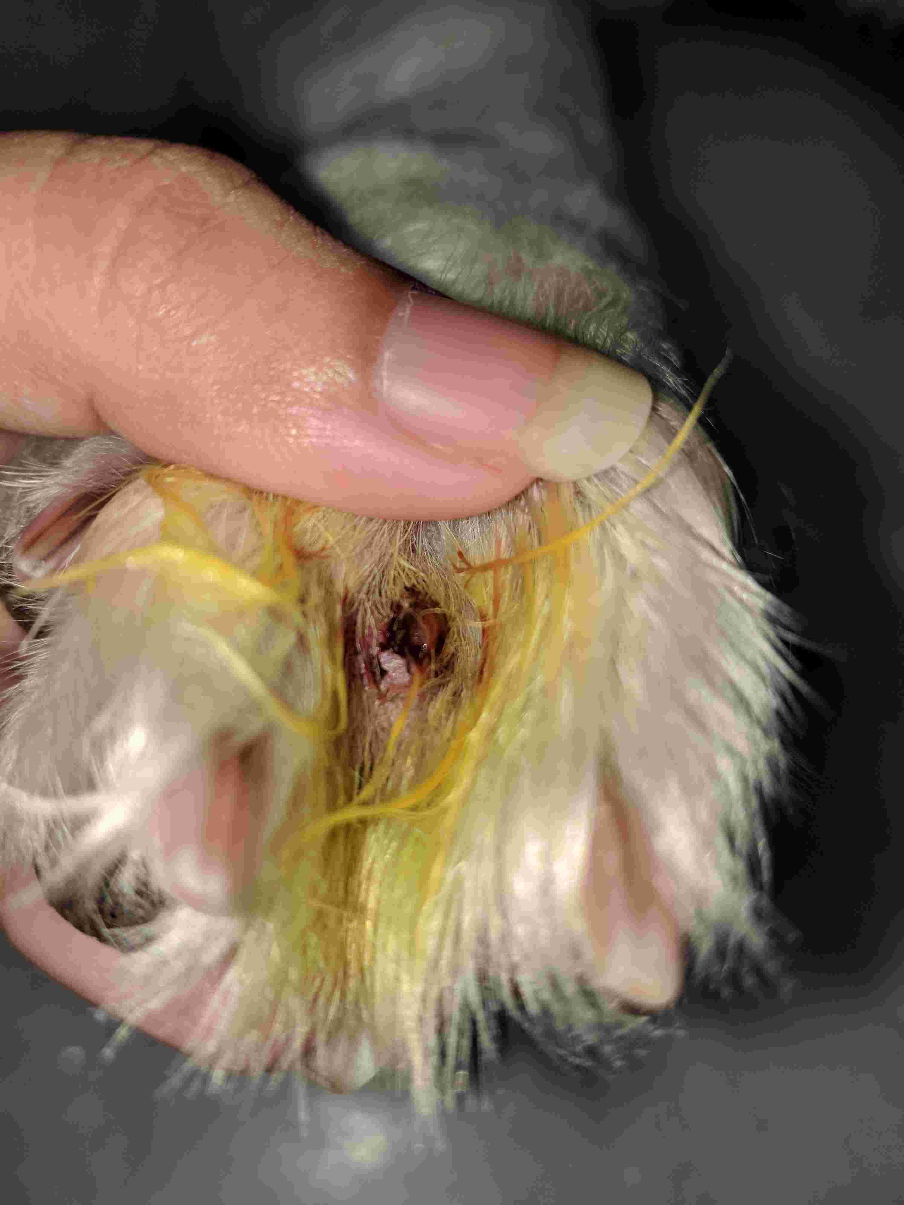 Question details sensitive content