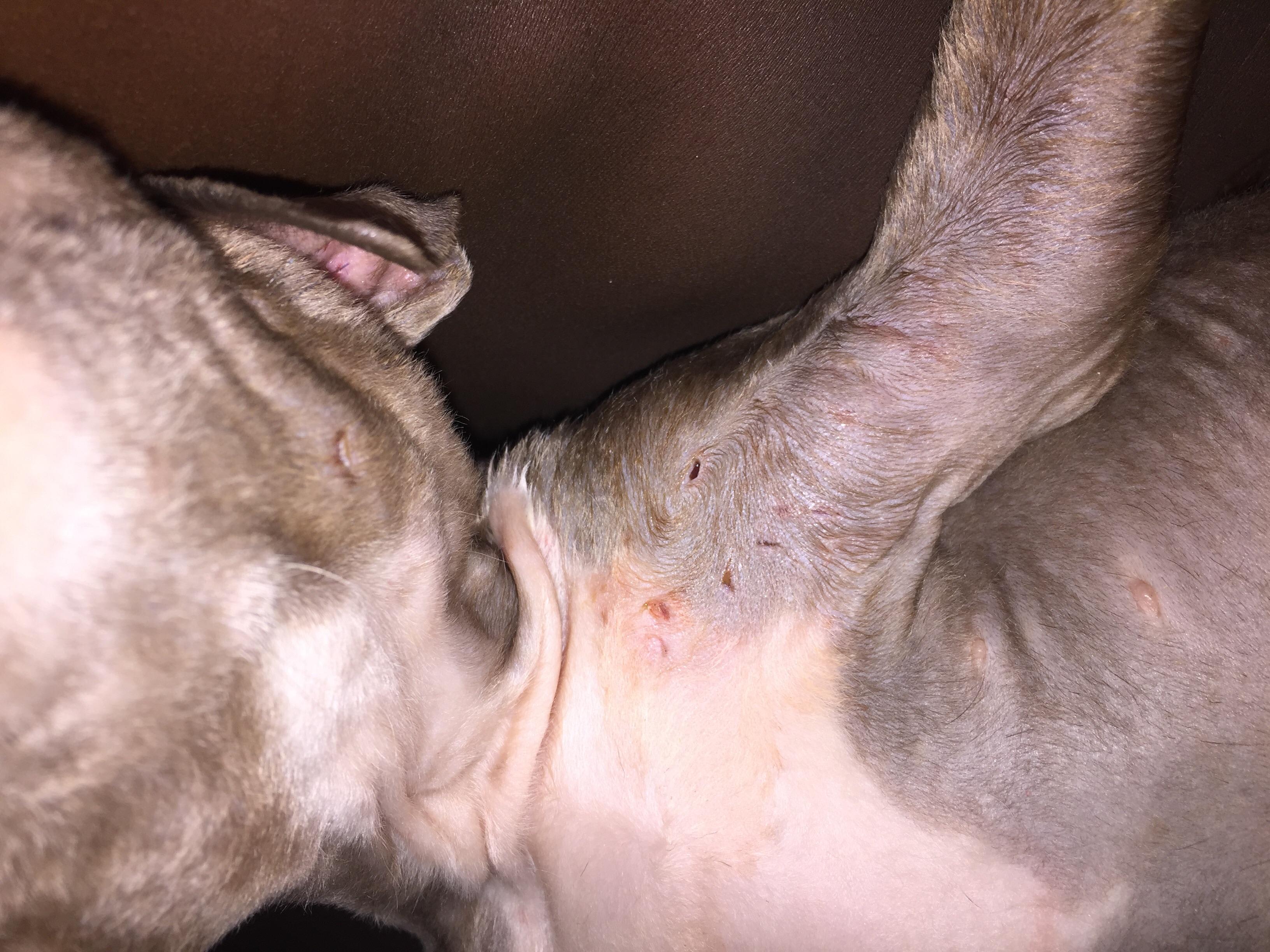 Question details sensitive content