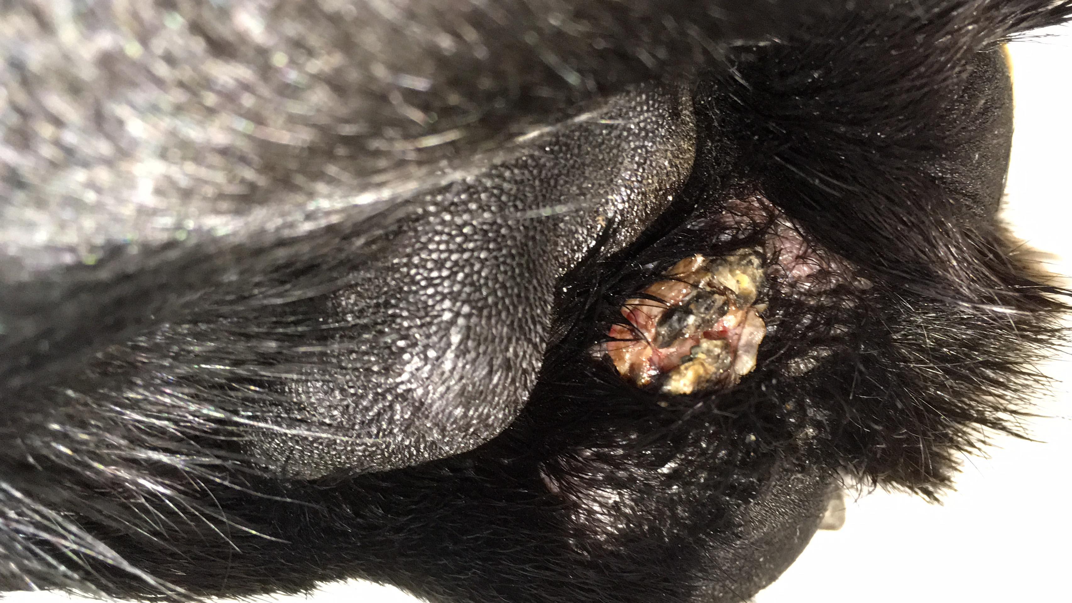 Question details sensitive content