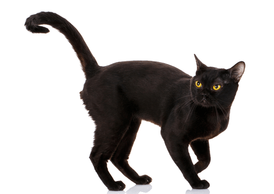 Petco Pet Education Center