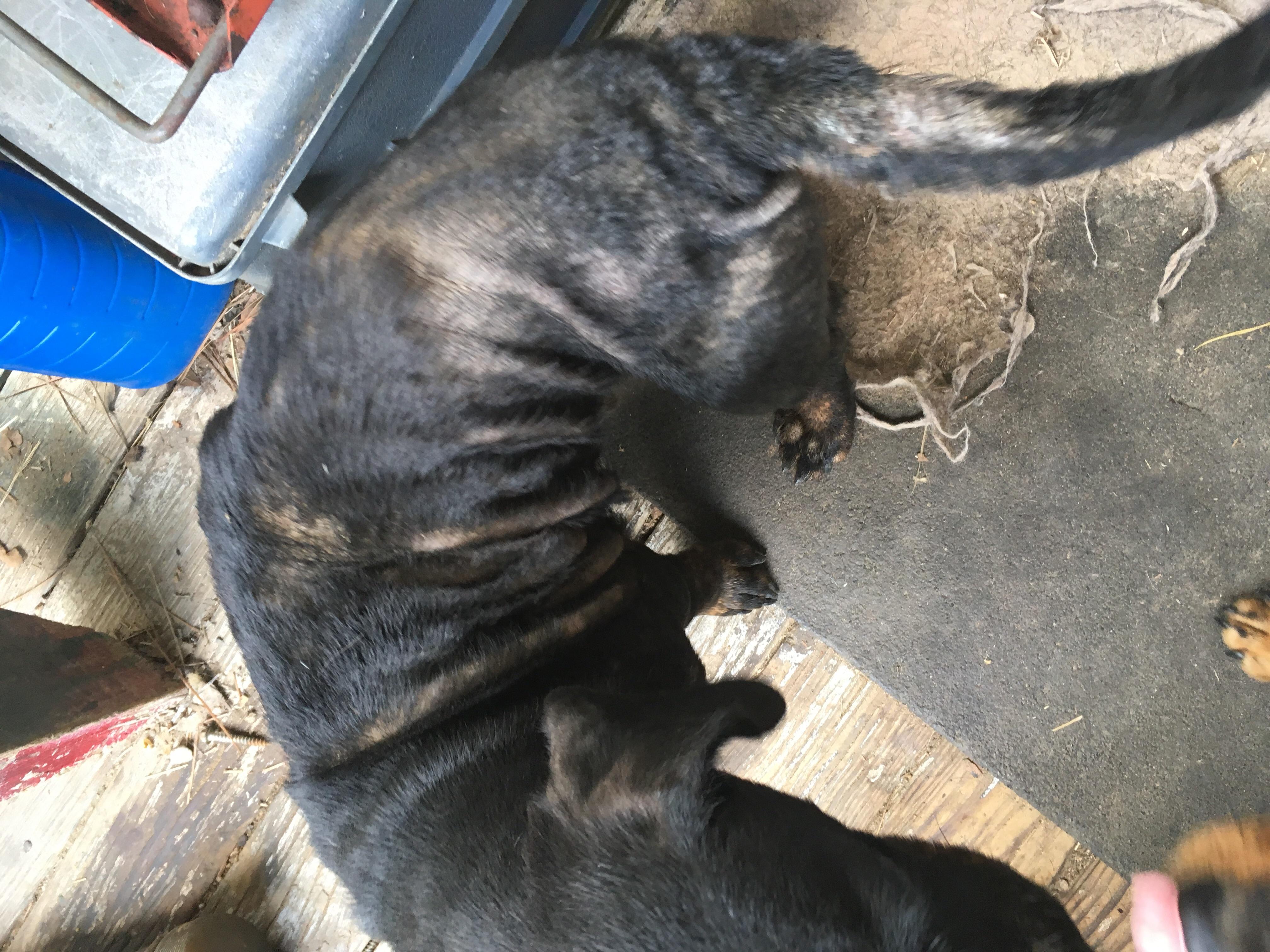 Question details sensitive content