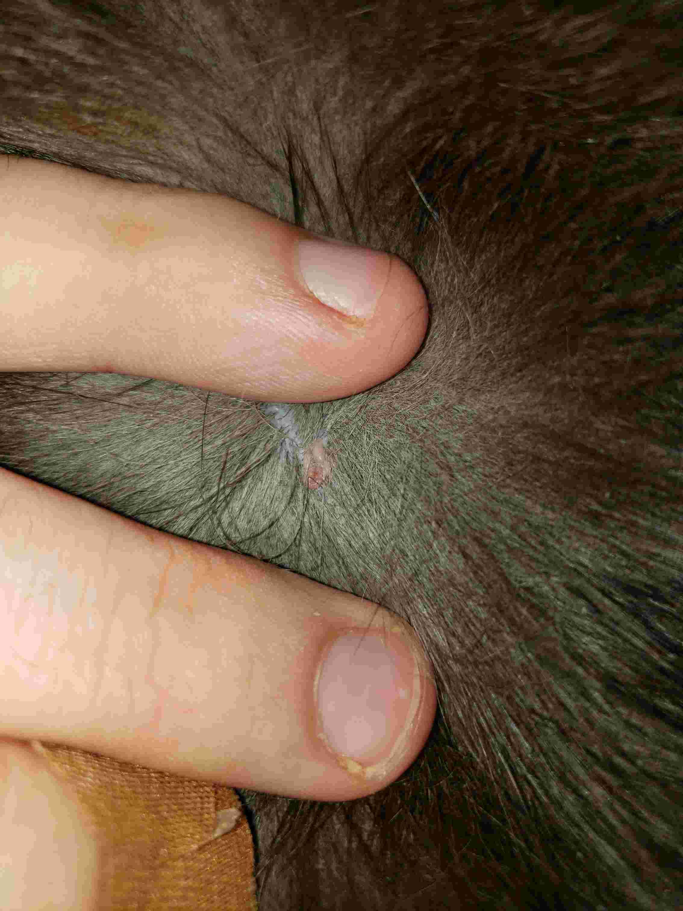 Question details sensitive content