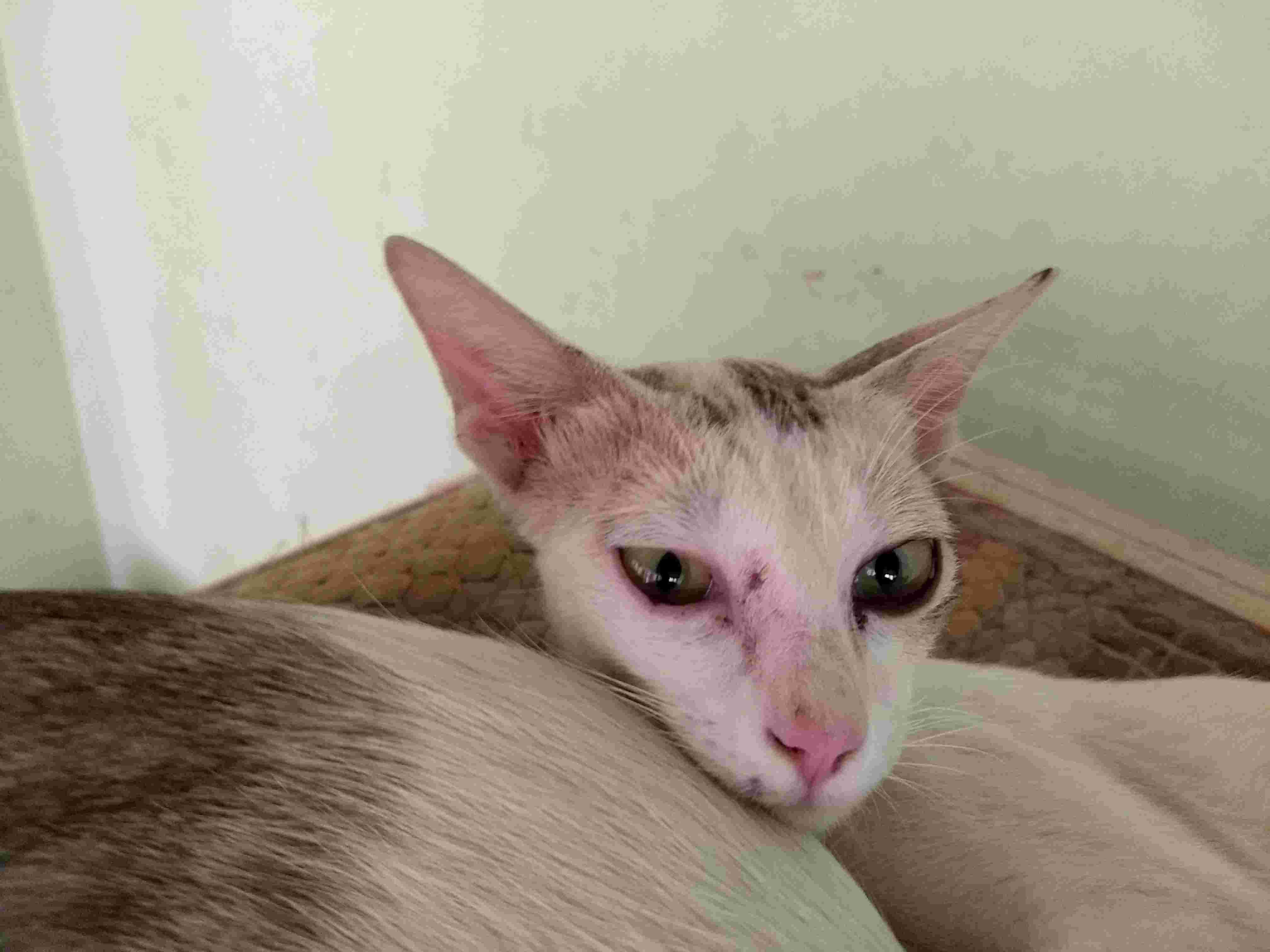 Question details sensitive content