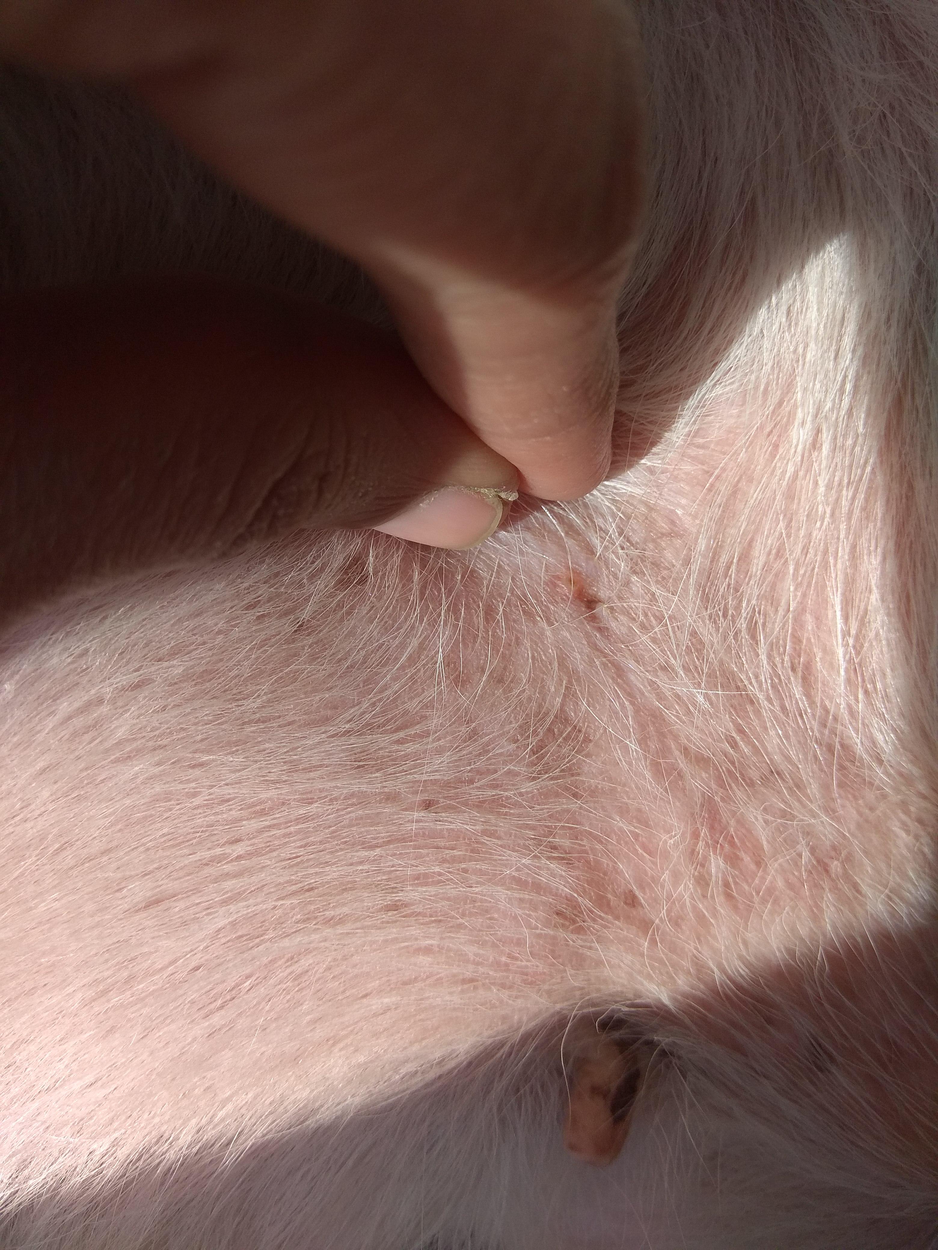 Question details sensitive content