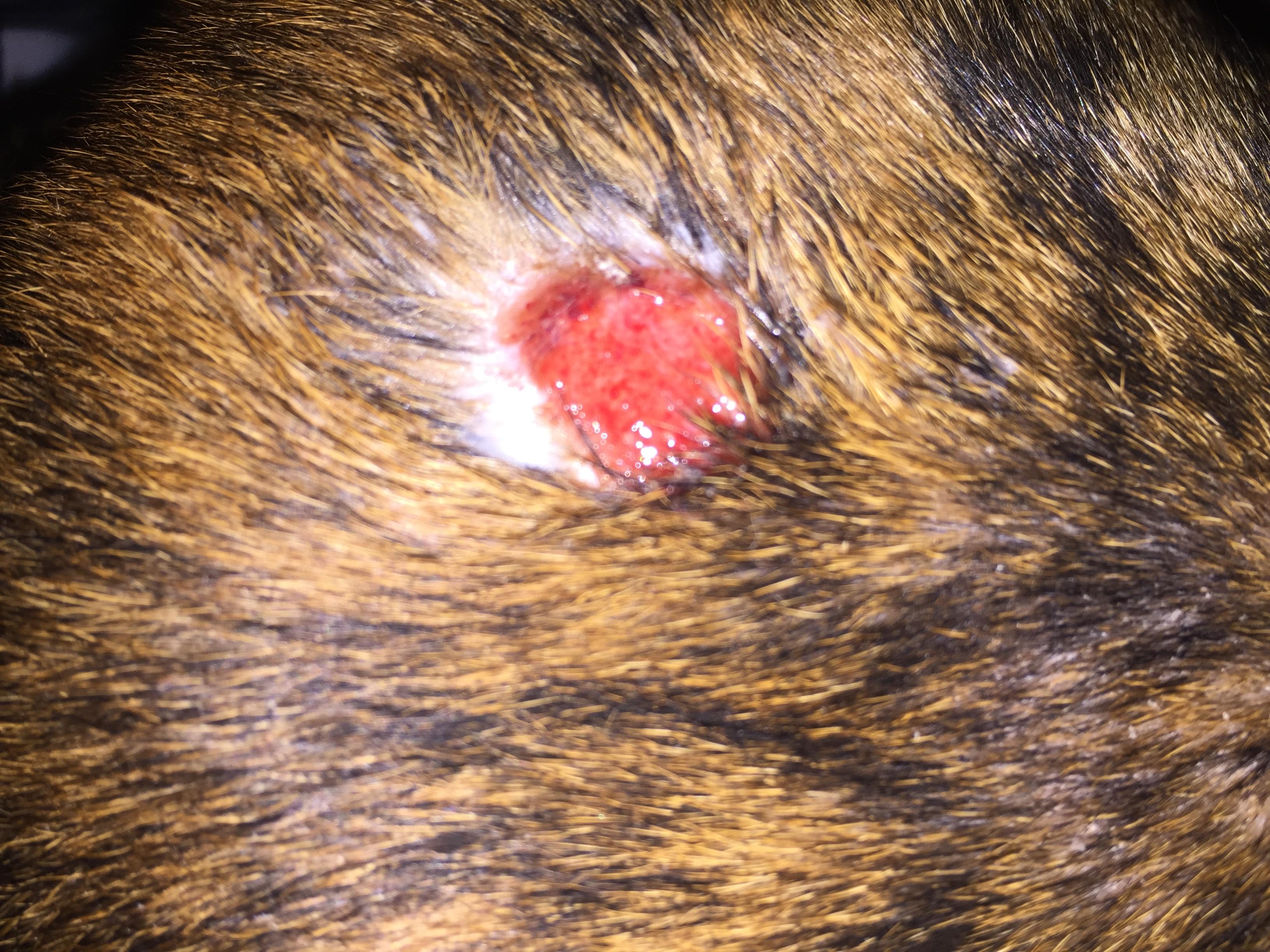 Question details sensitive content