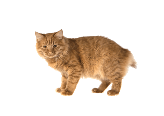 Petco Pet Education Center