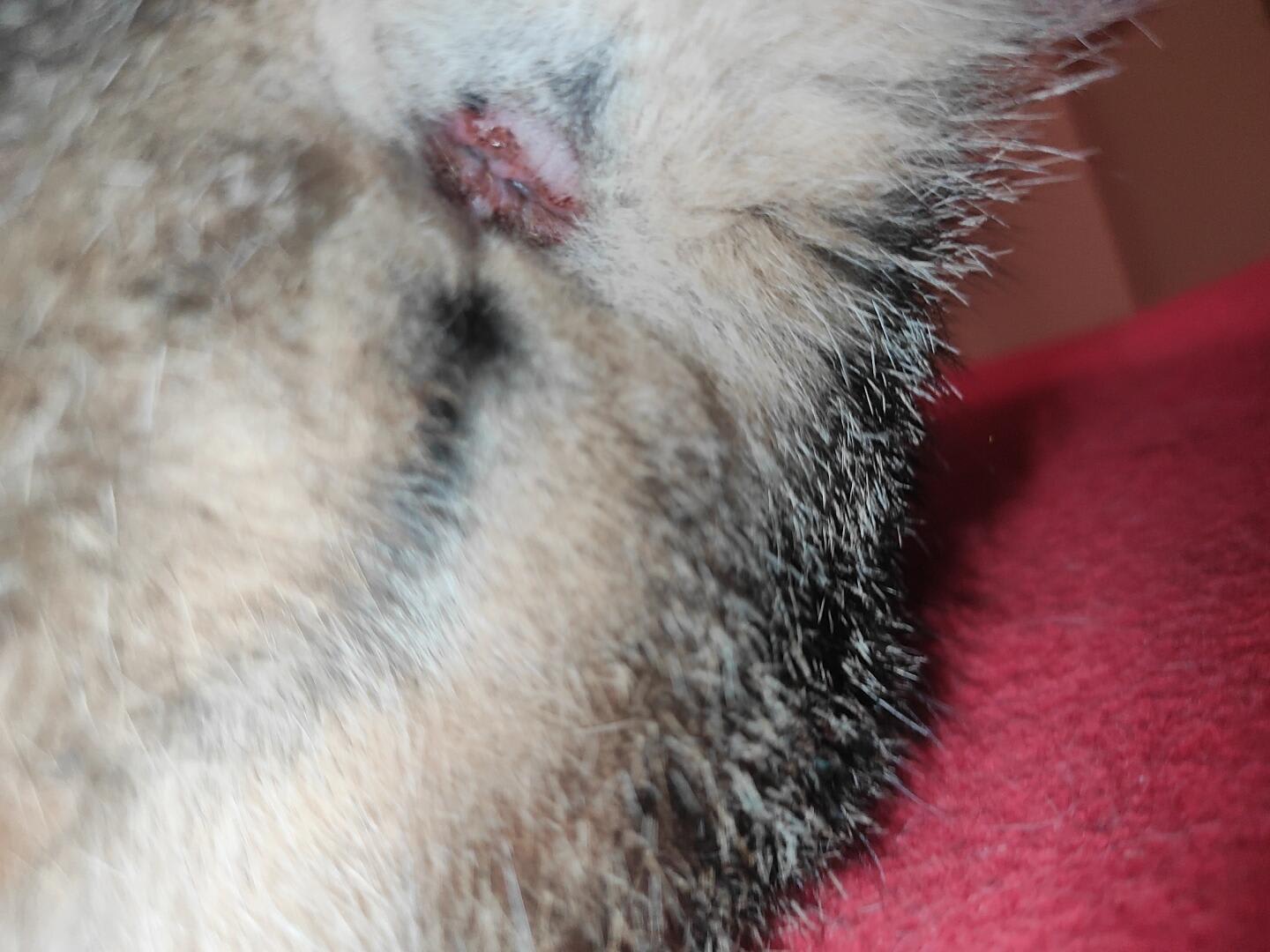 Question details sensitive content