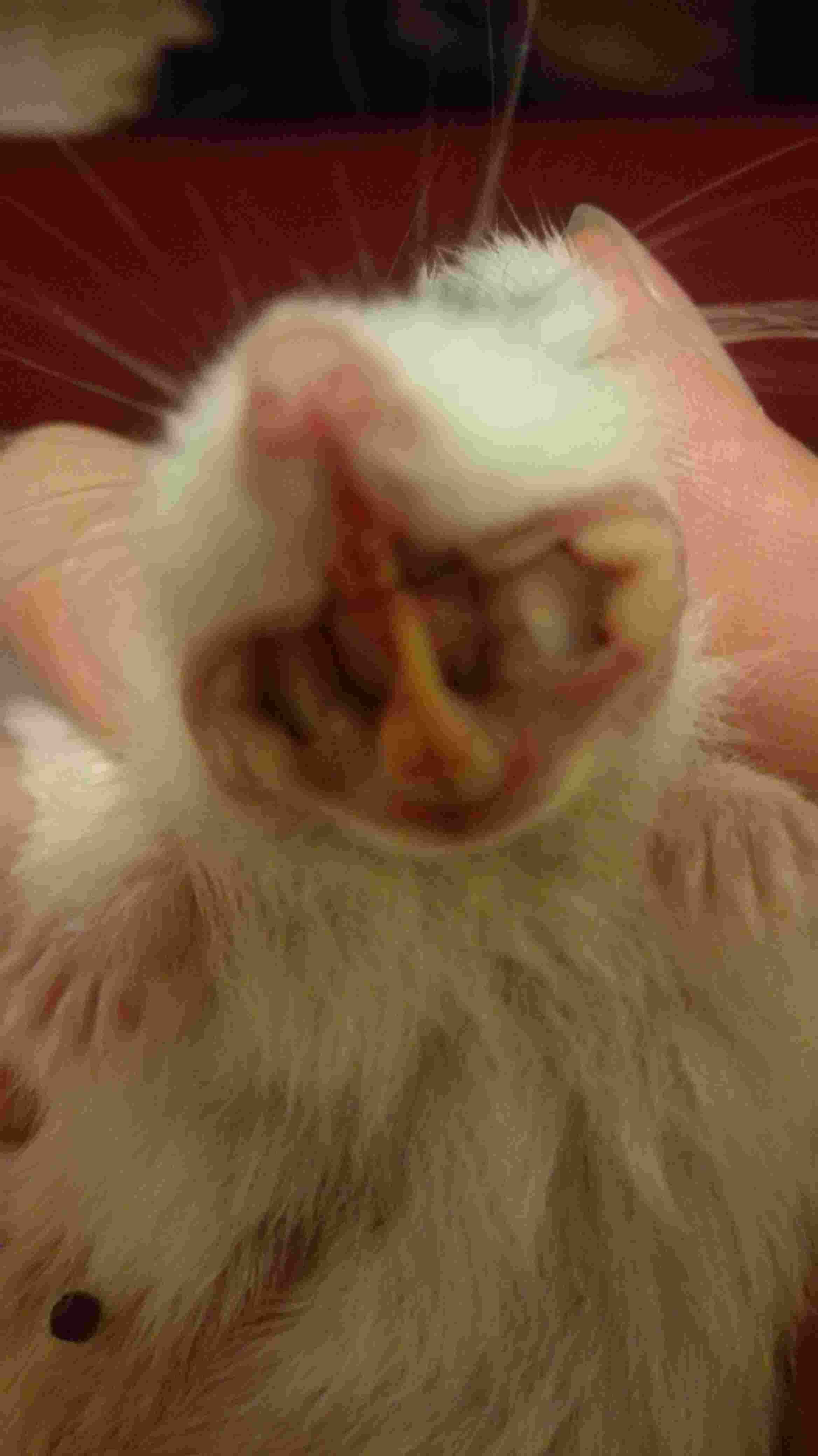 Question details sensitive content