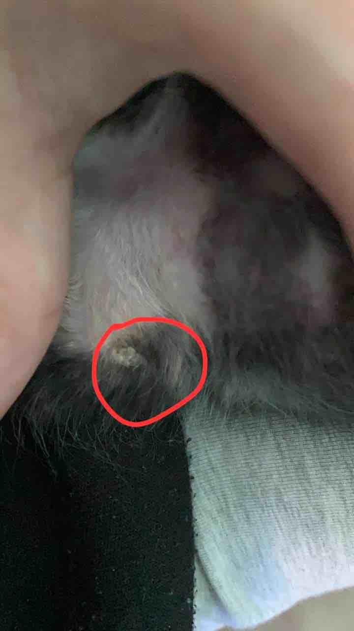 Question details sensitive content