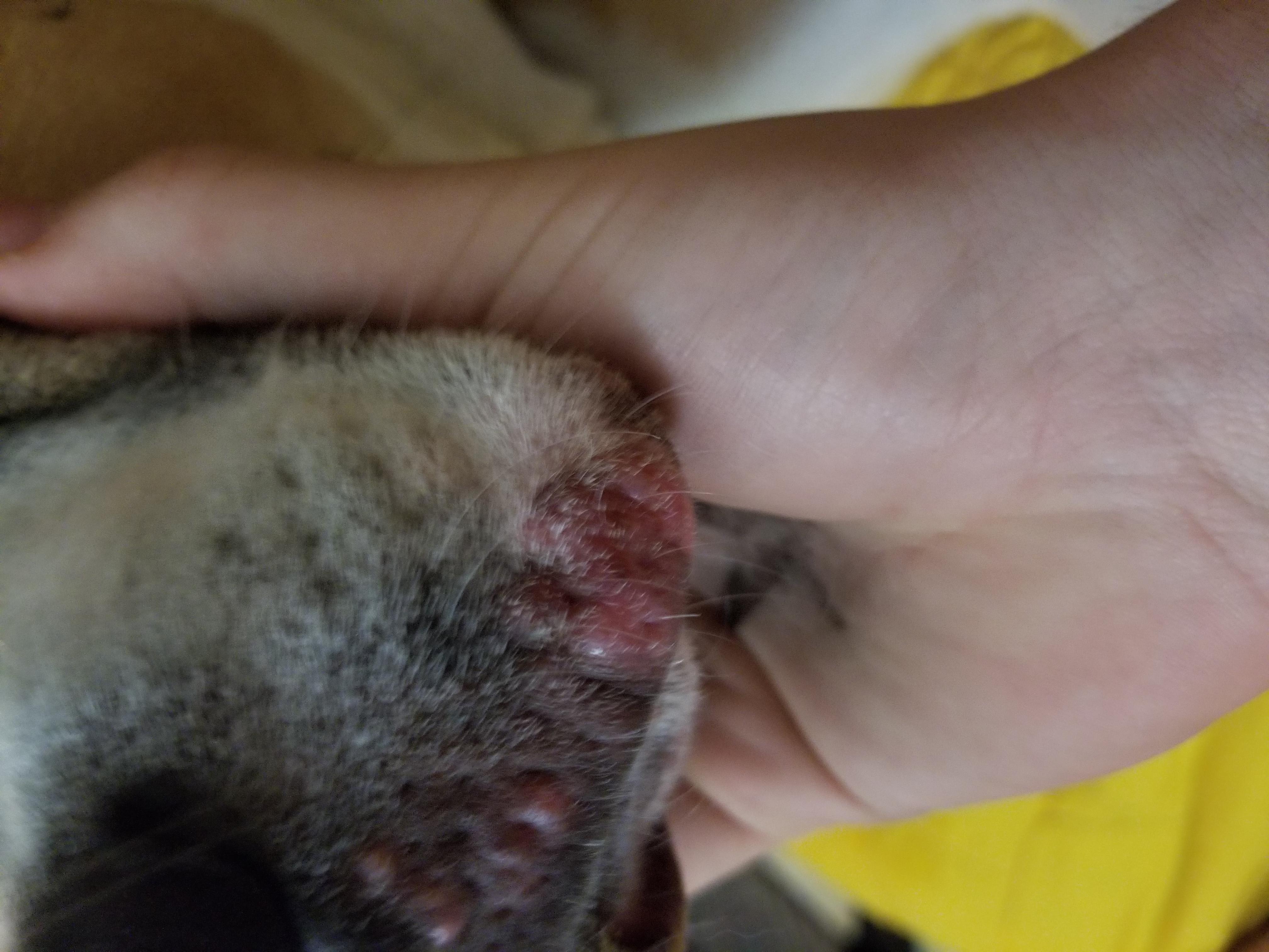 Question details sensitive content