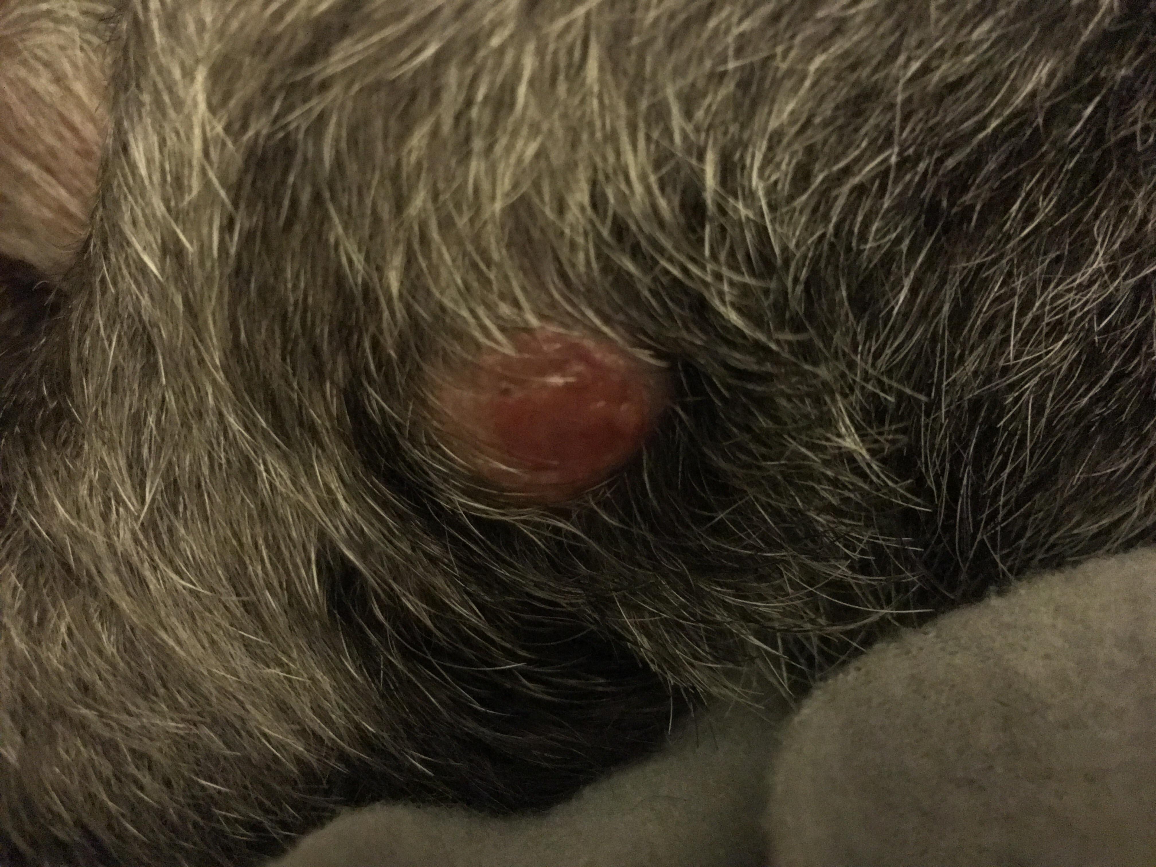 Question details sensitive content