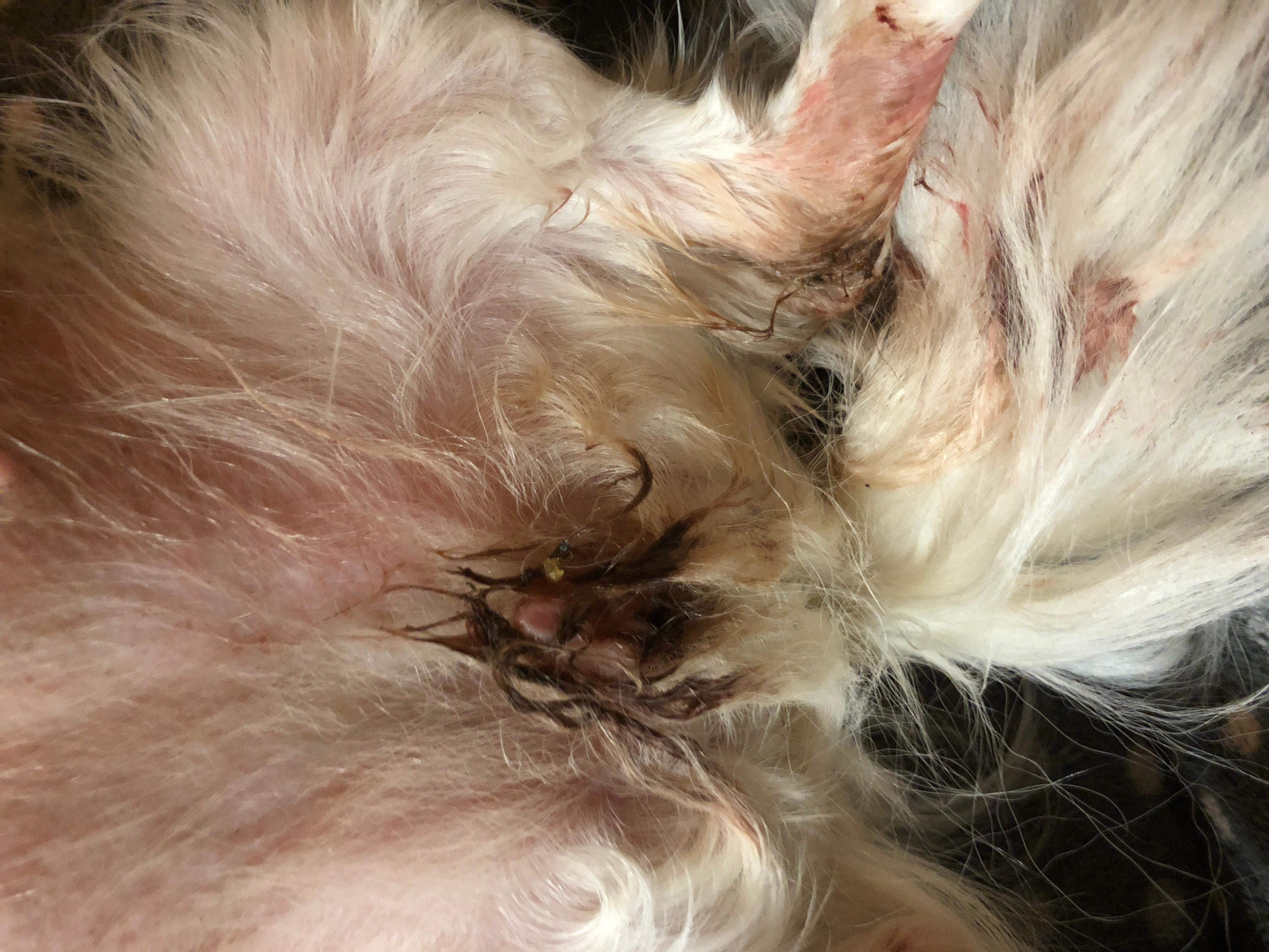 Question details sensitive content