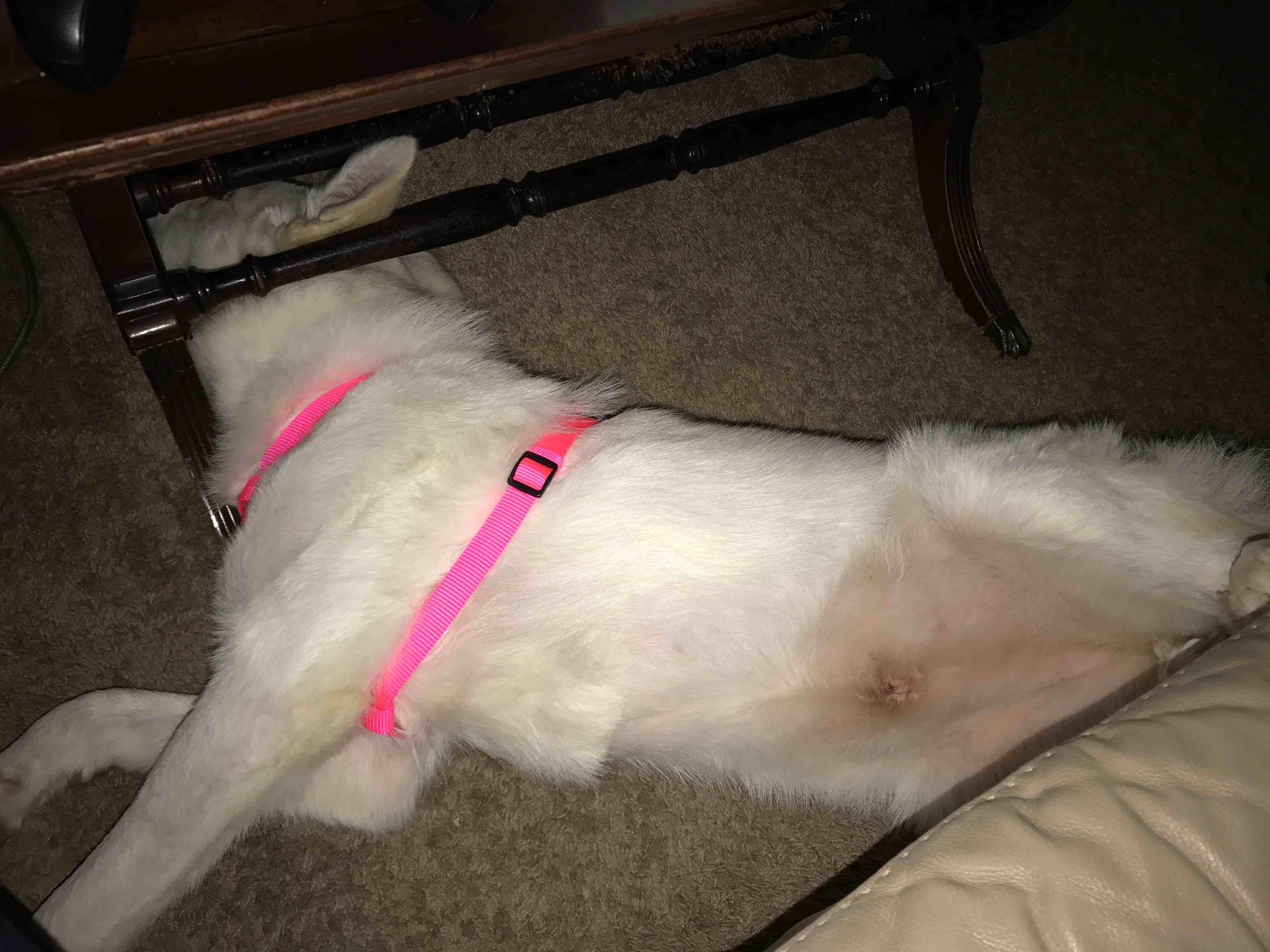 Question details sensitive content