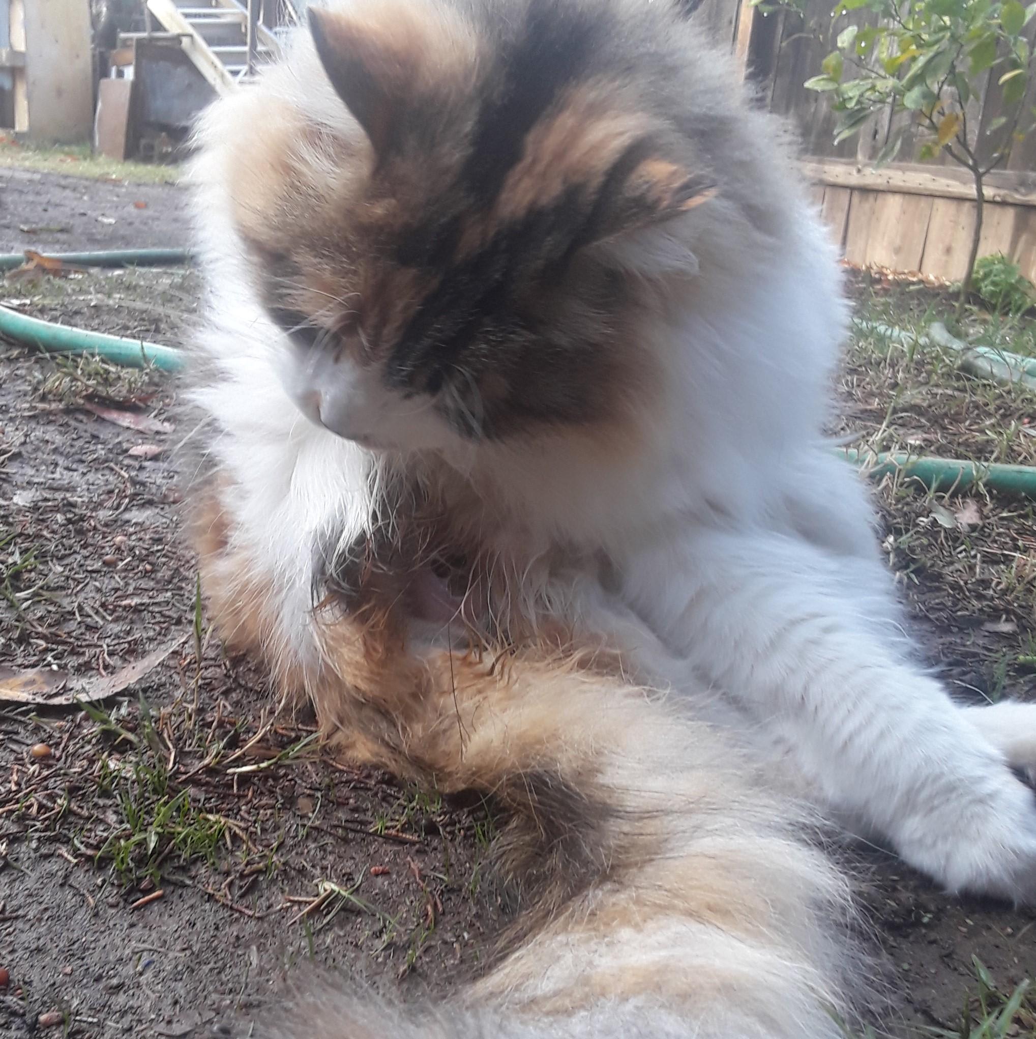 Question details sensitive content