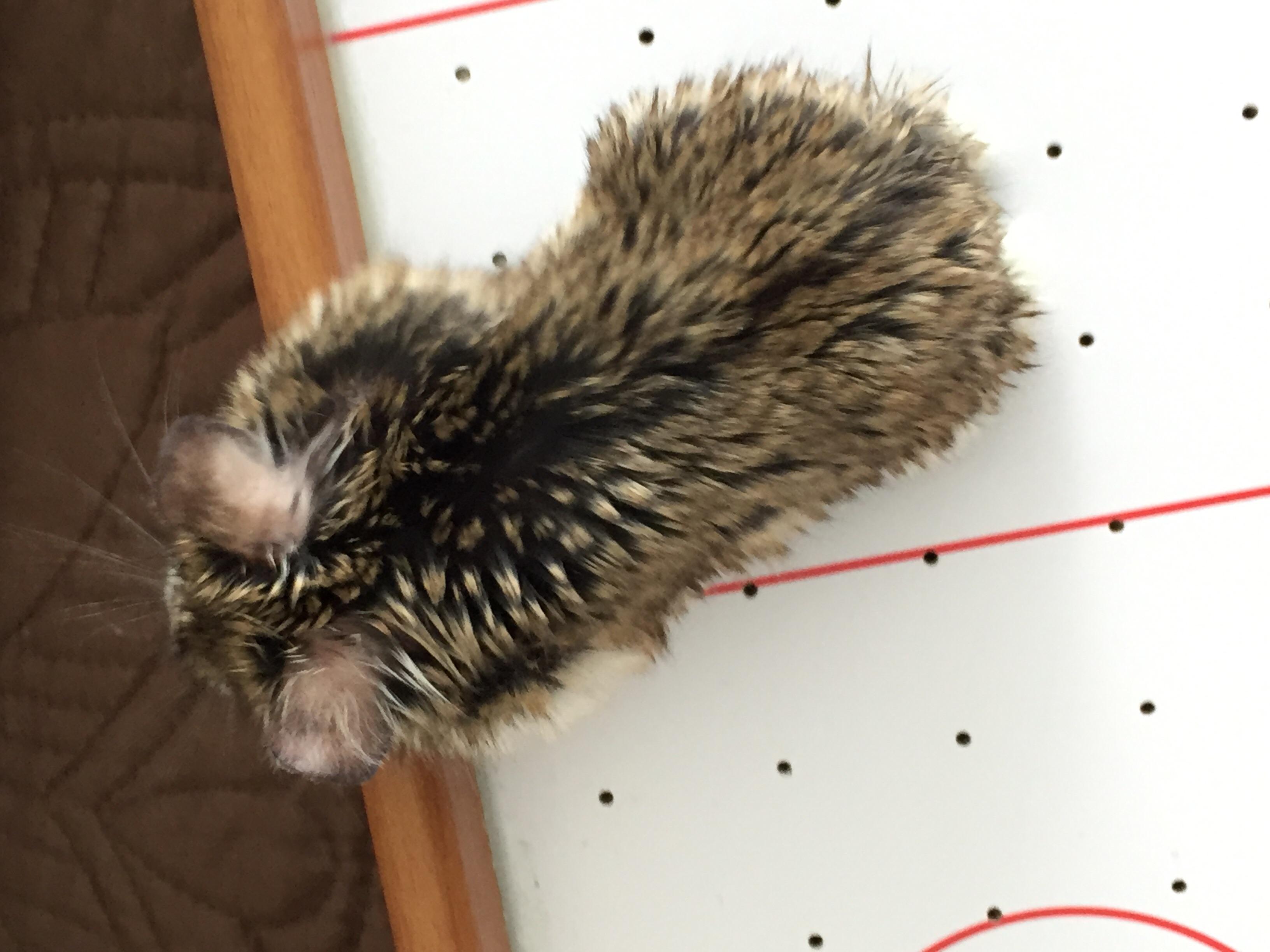 Question details sensitive content