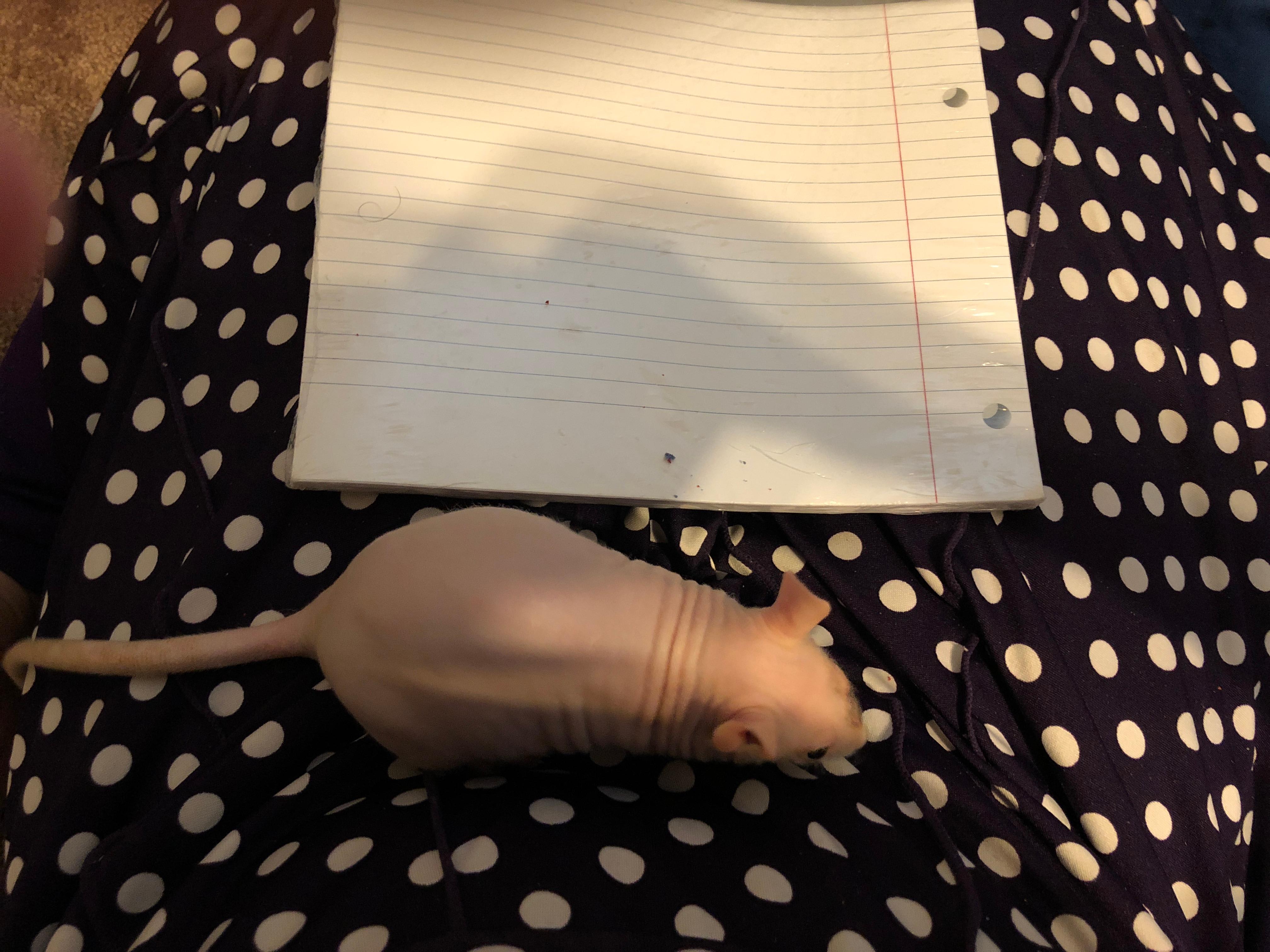 Question details sensitive content