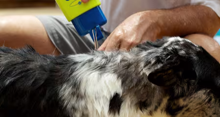 Debunking Flea & Tick Myths: 5 Truths to Keep Your Pet Safe & Healthy