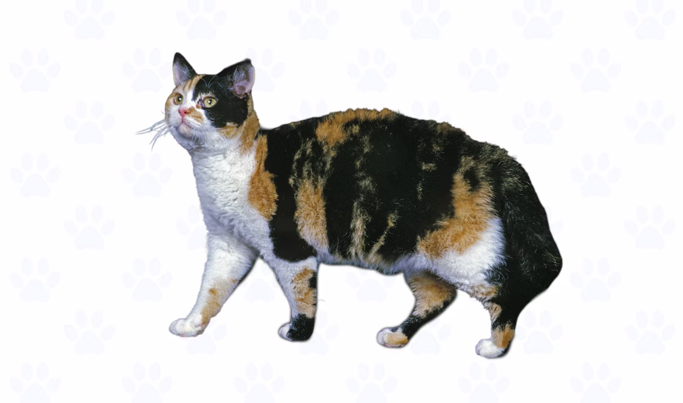 Calico coat example