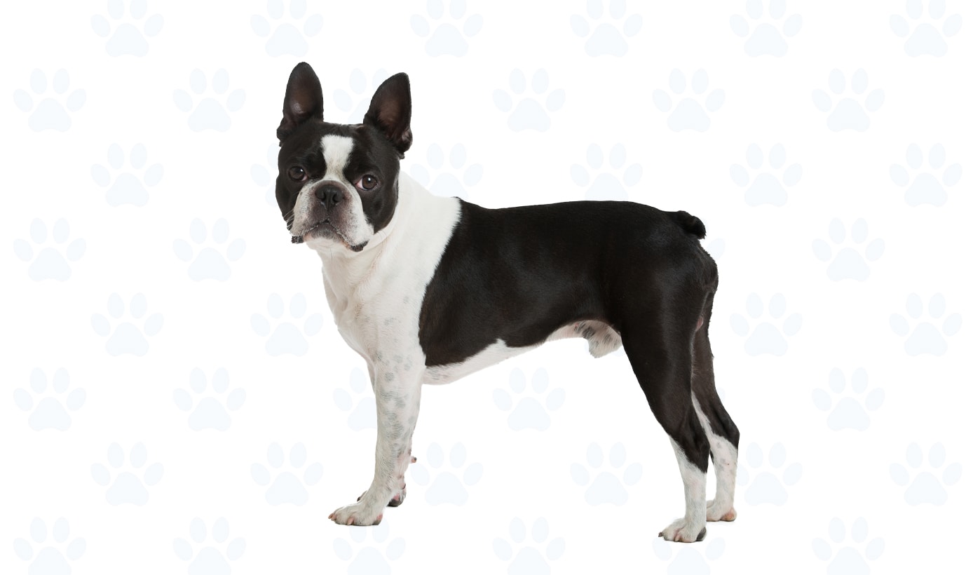 Black & White coat example