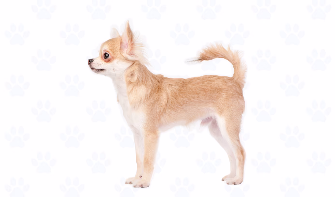 Fawn & White coat example