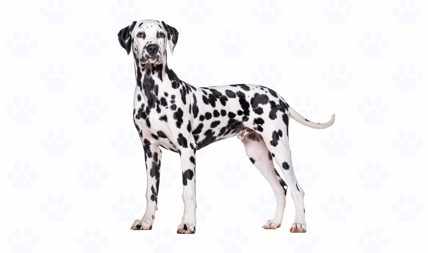 Black and White coat example