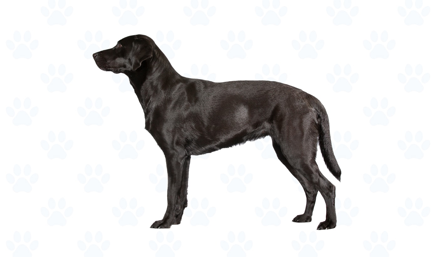 Black coat example