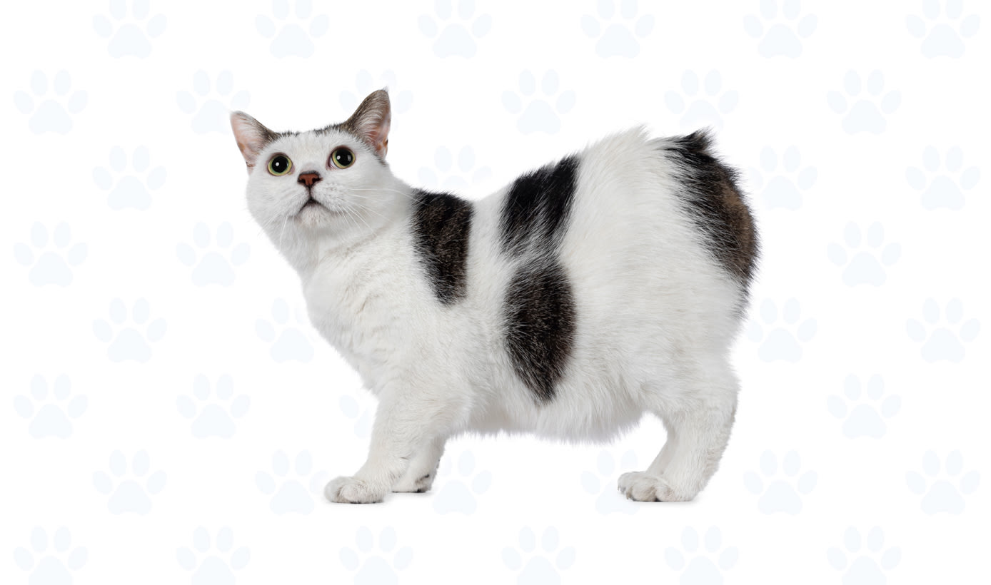 White coat example