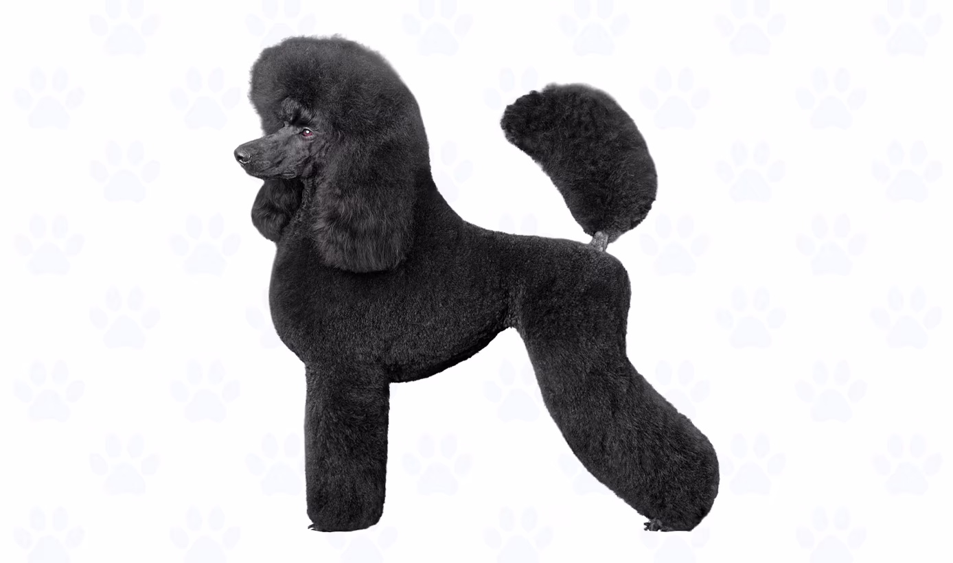 Variety of colors coat example