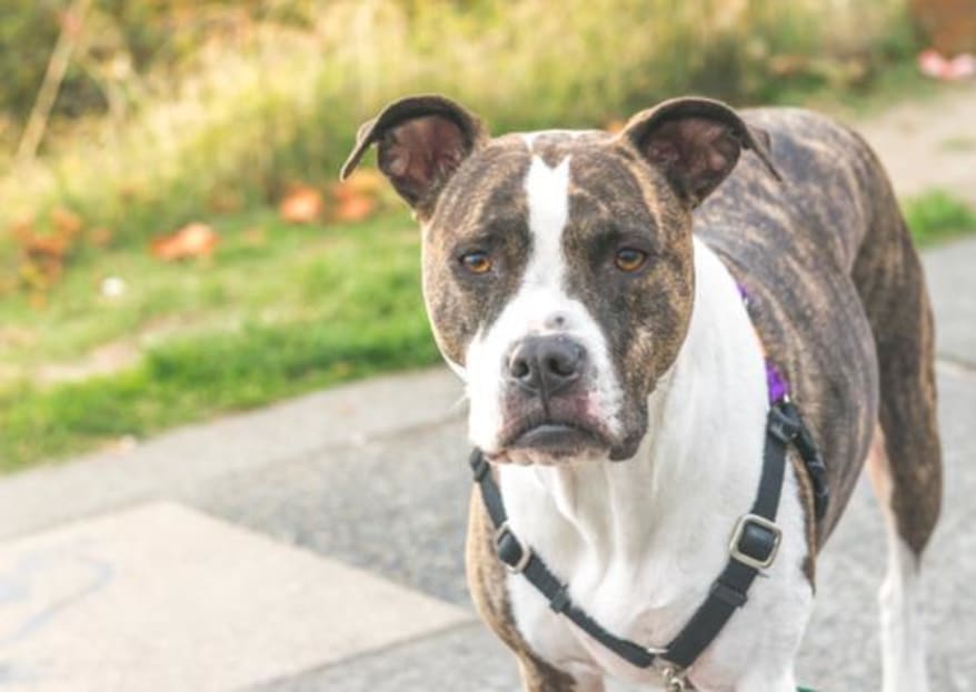 Brindle