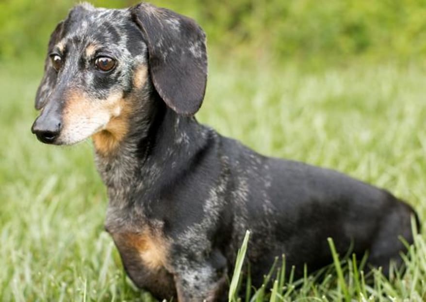 Dapple (Black & Tan)