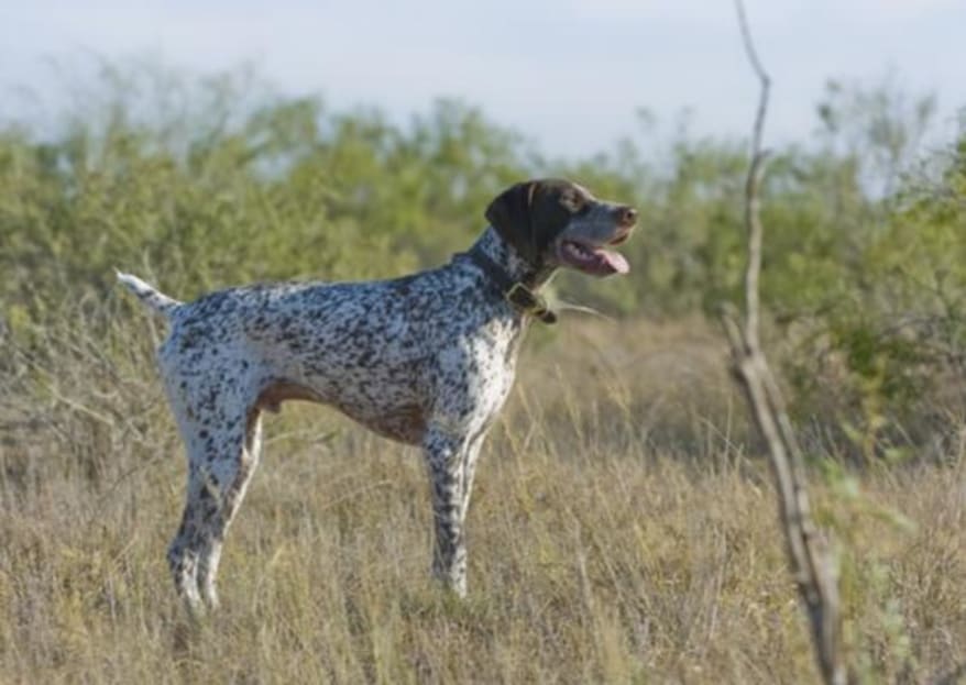 Liver Roan
