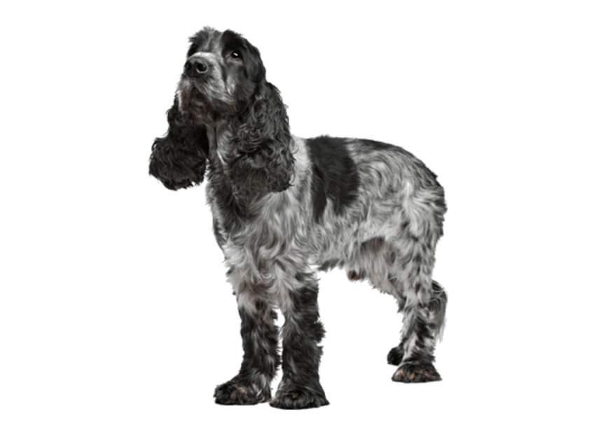 Blue Roan