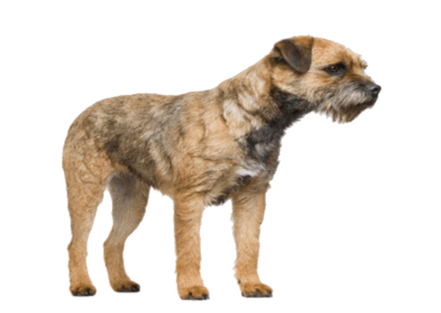 Wheaten