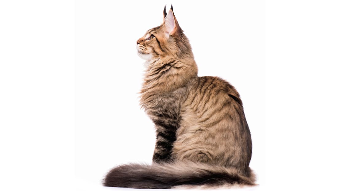Brown tabby
