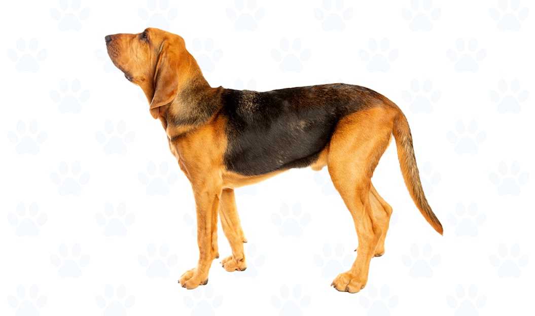 Black & Tan