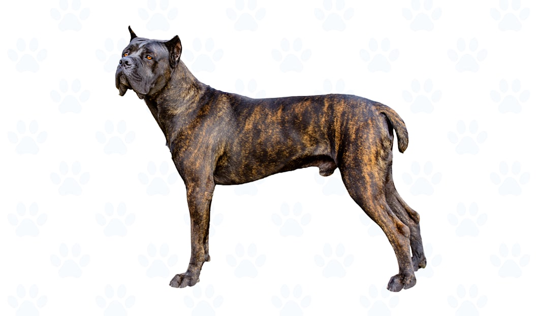 Black Brindle