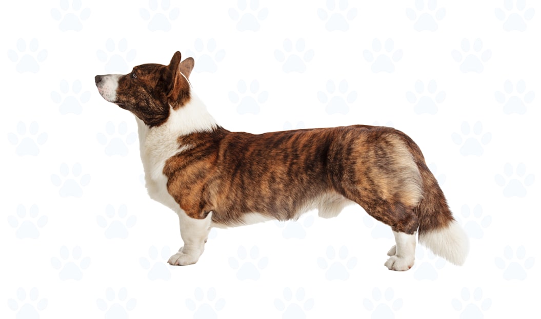 Brindle & White